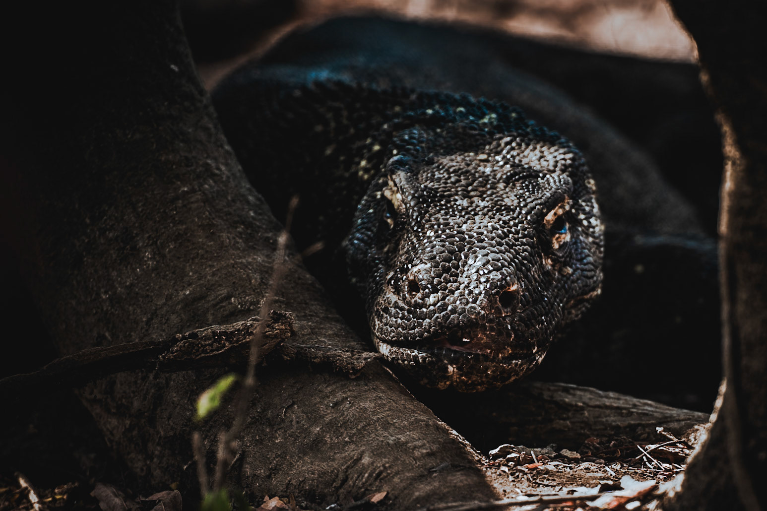 eine schlummernde Komodowaranin