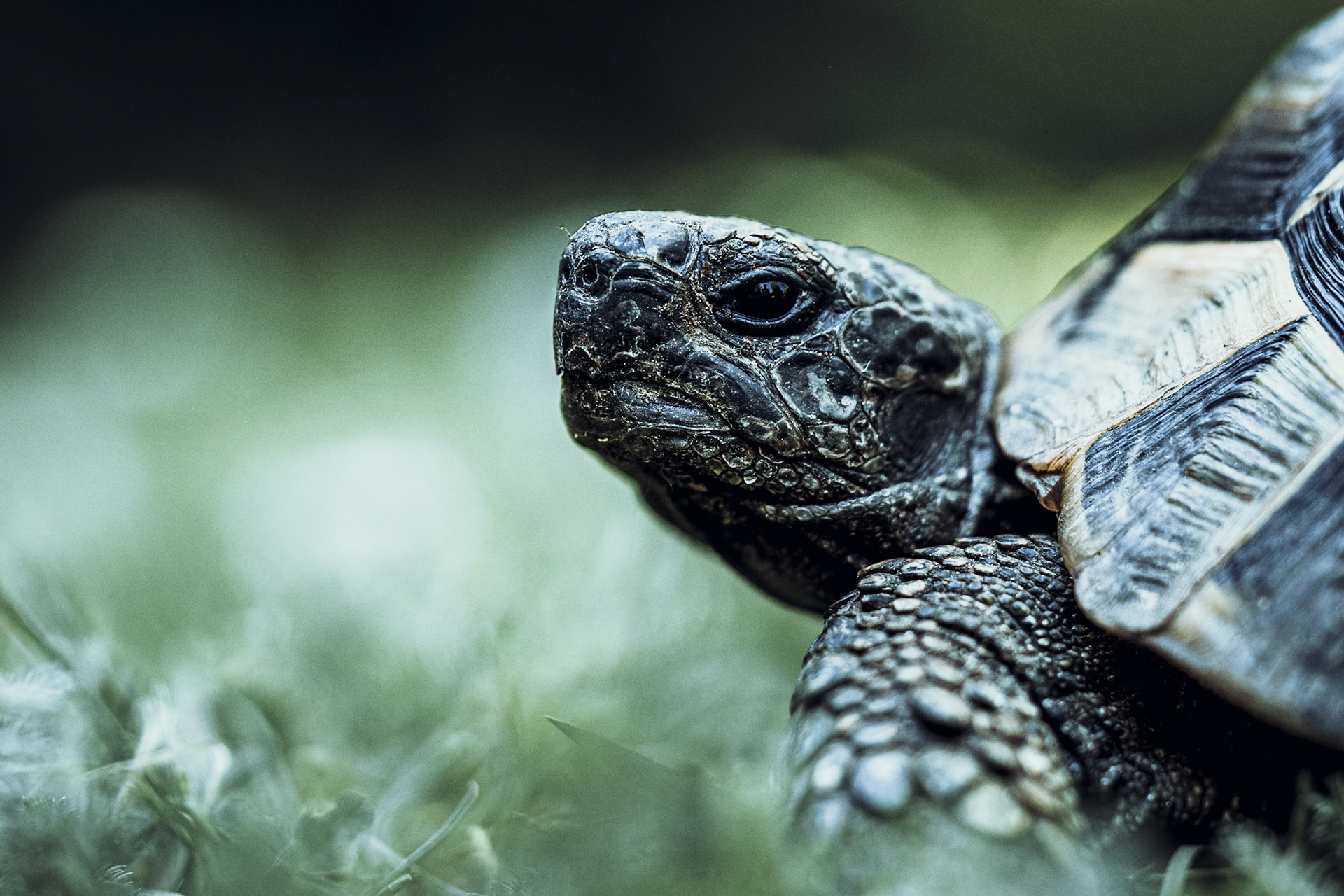Schildkröte auf Wanderschaft