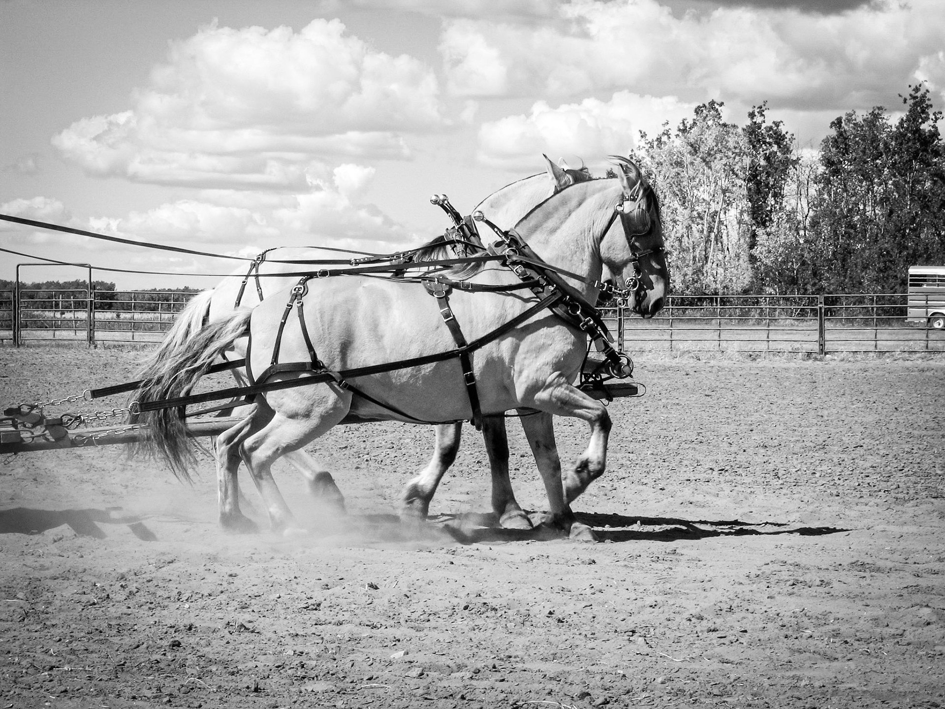 Draft Horse obstacle course