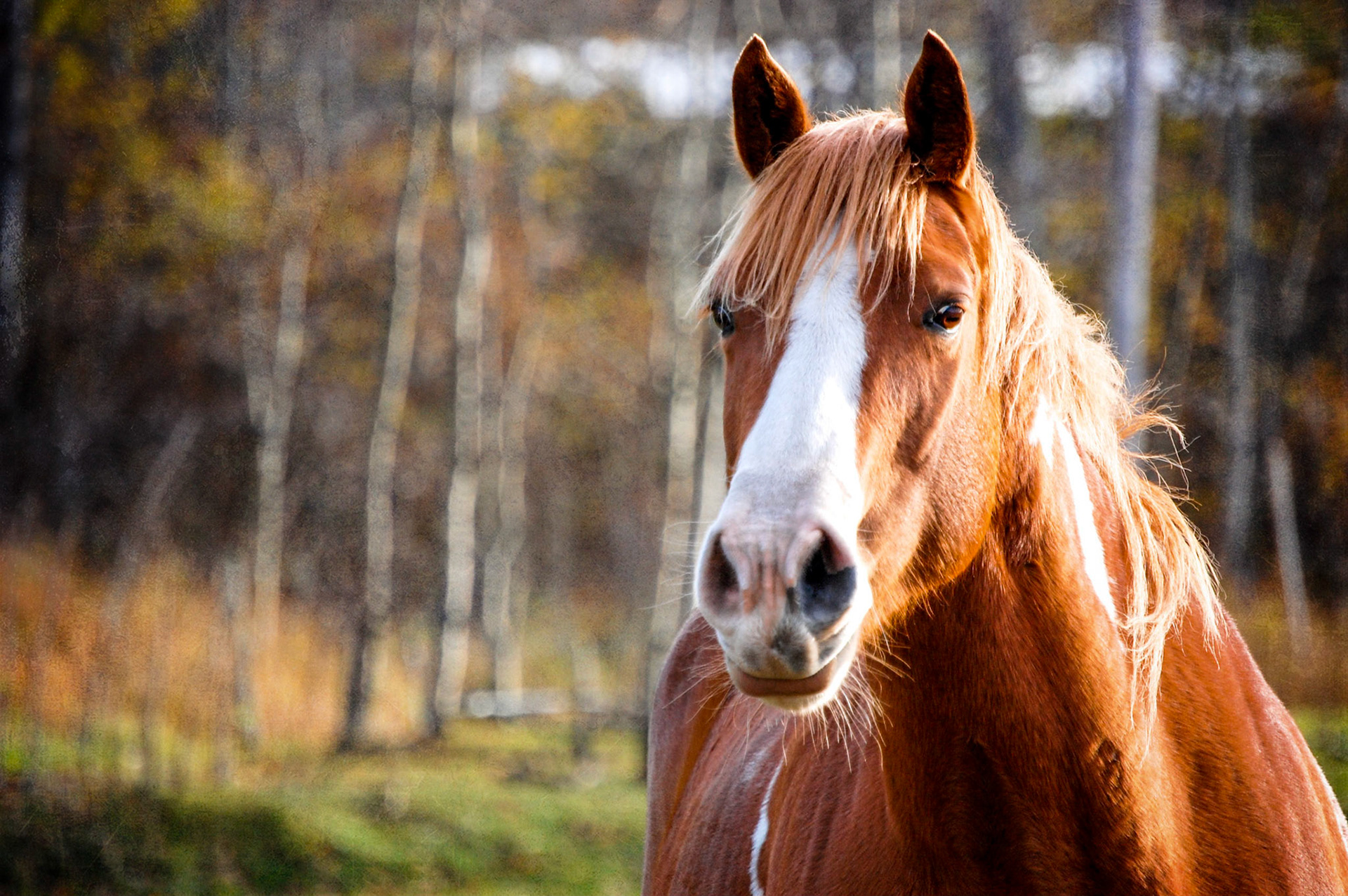 paint horse