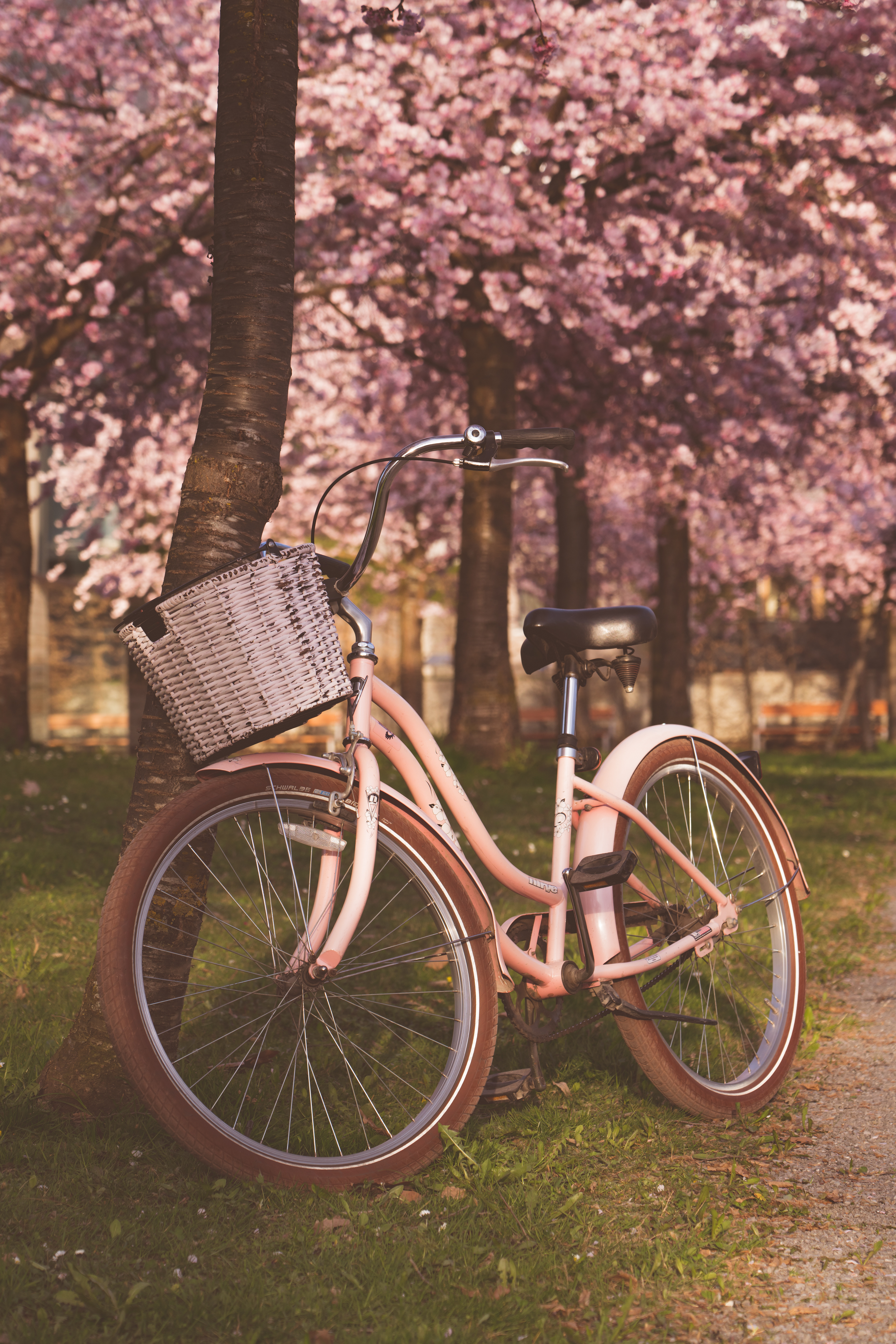 veronika rauch - fahrrad kirschblueten