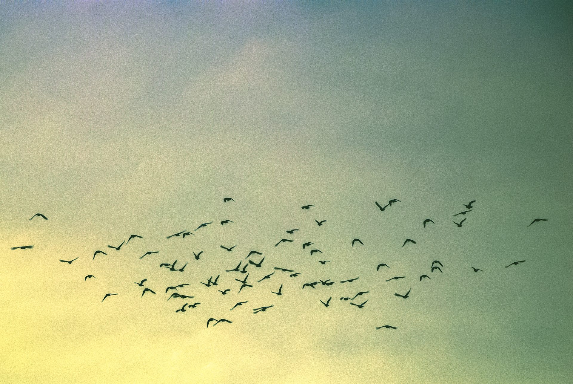 Veronika Rauch - Vogelschwarm am bewoelktem Himmel