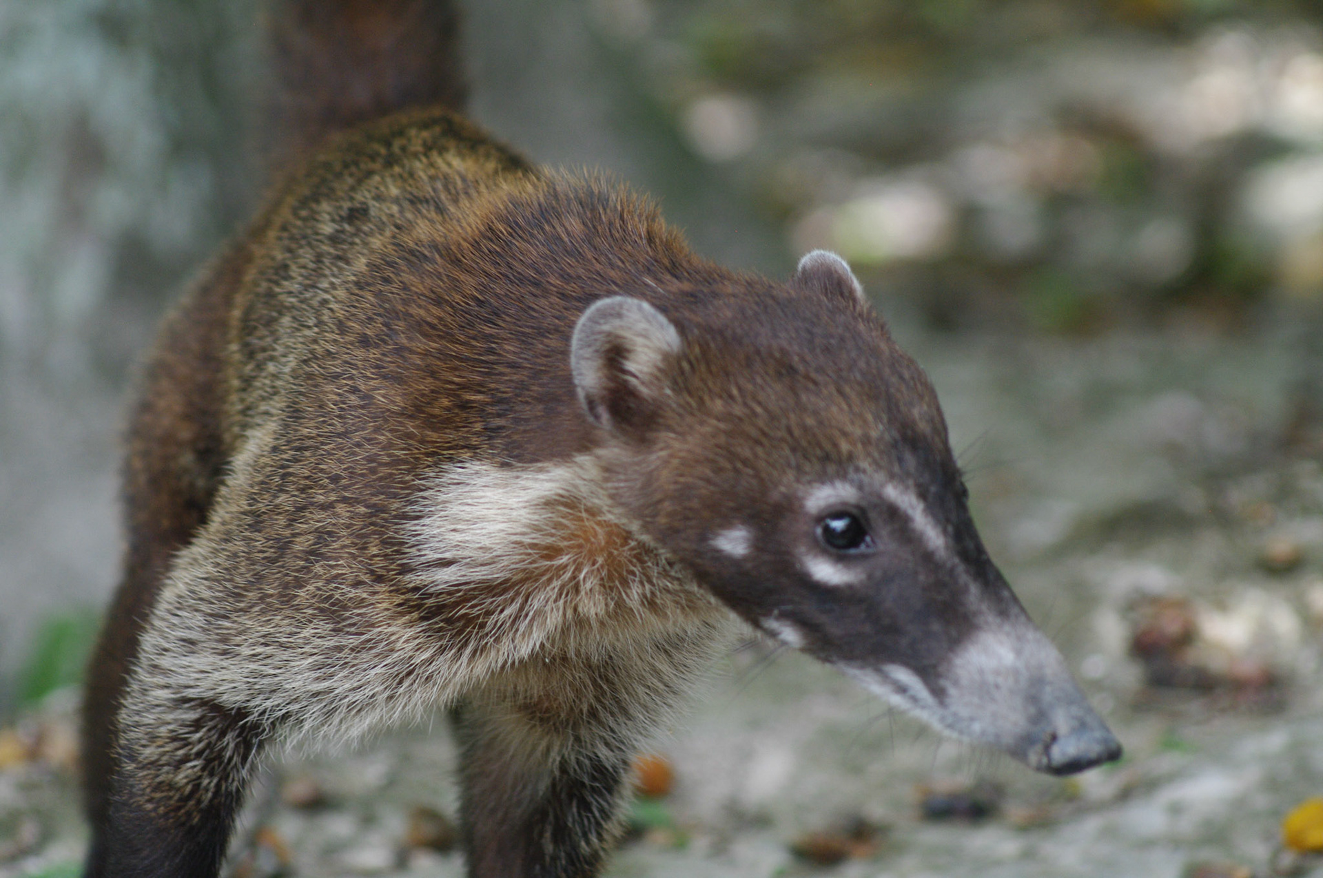 PENTAX K-7 PENTAX-F 70-200mm F4-5.6