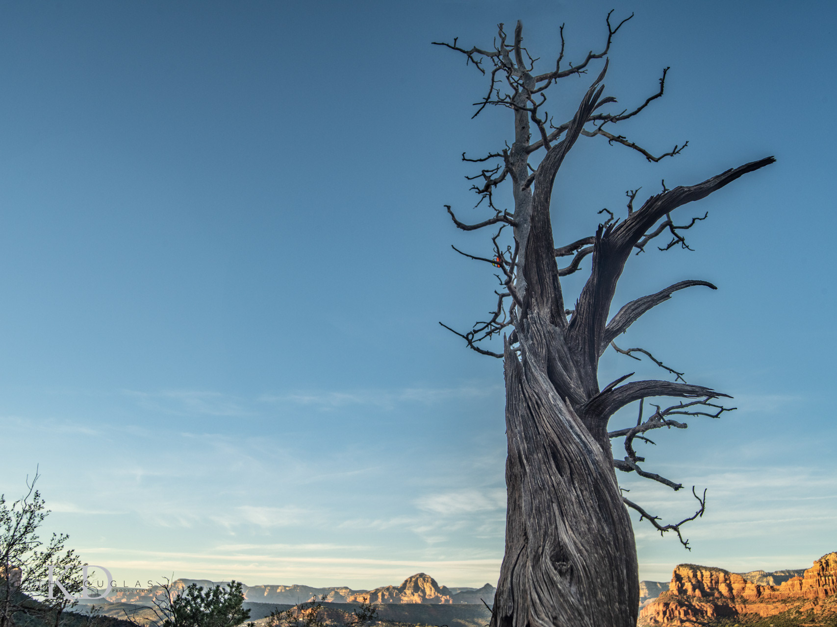 Desert-to-pine: Tucson’s elevation story