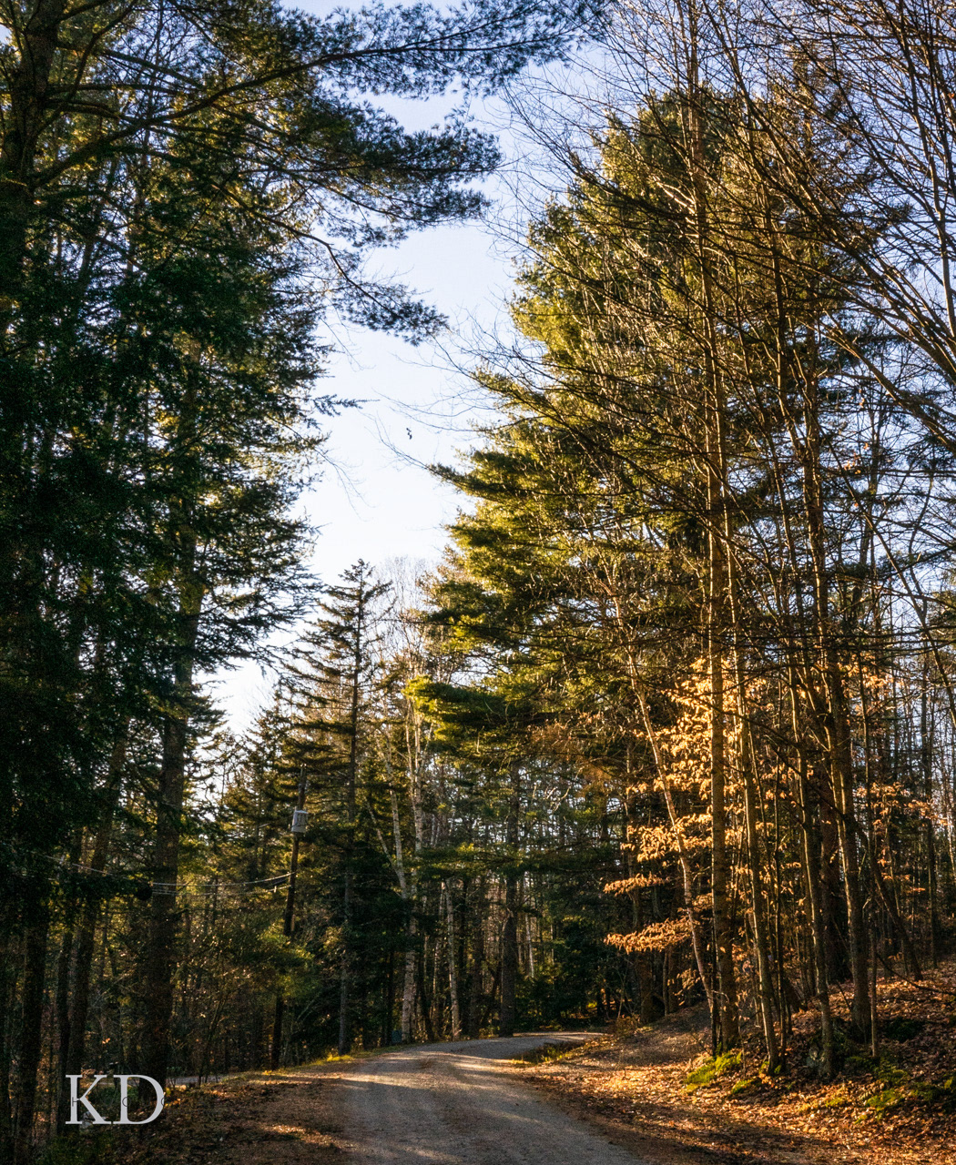 Tree lined road in Killington VT