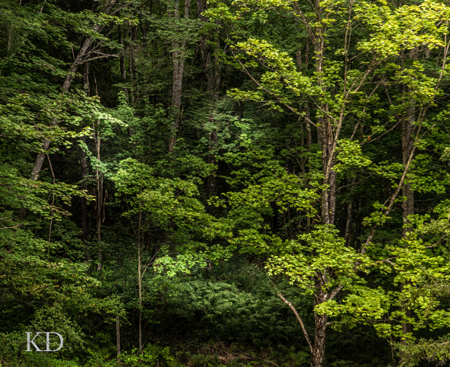 trees summer Vermont