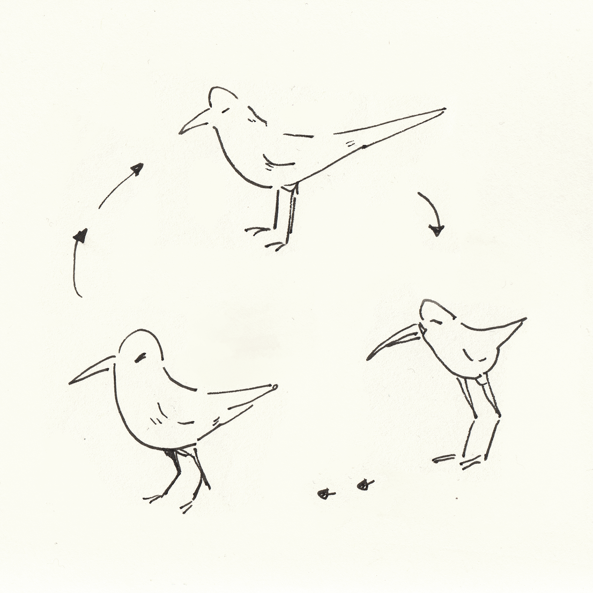The Circle of Bird