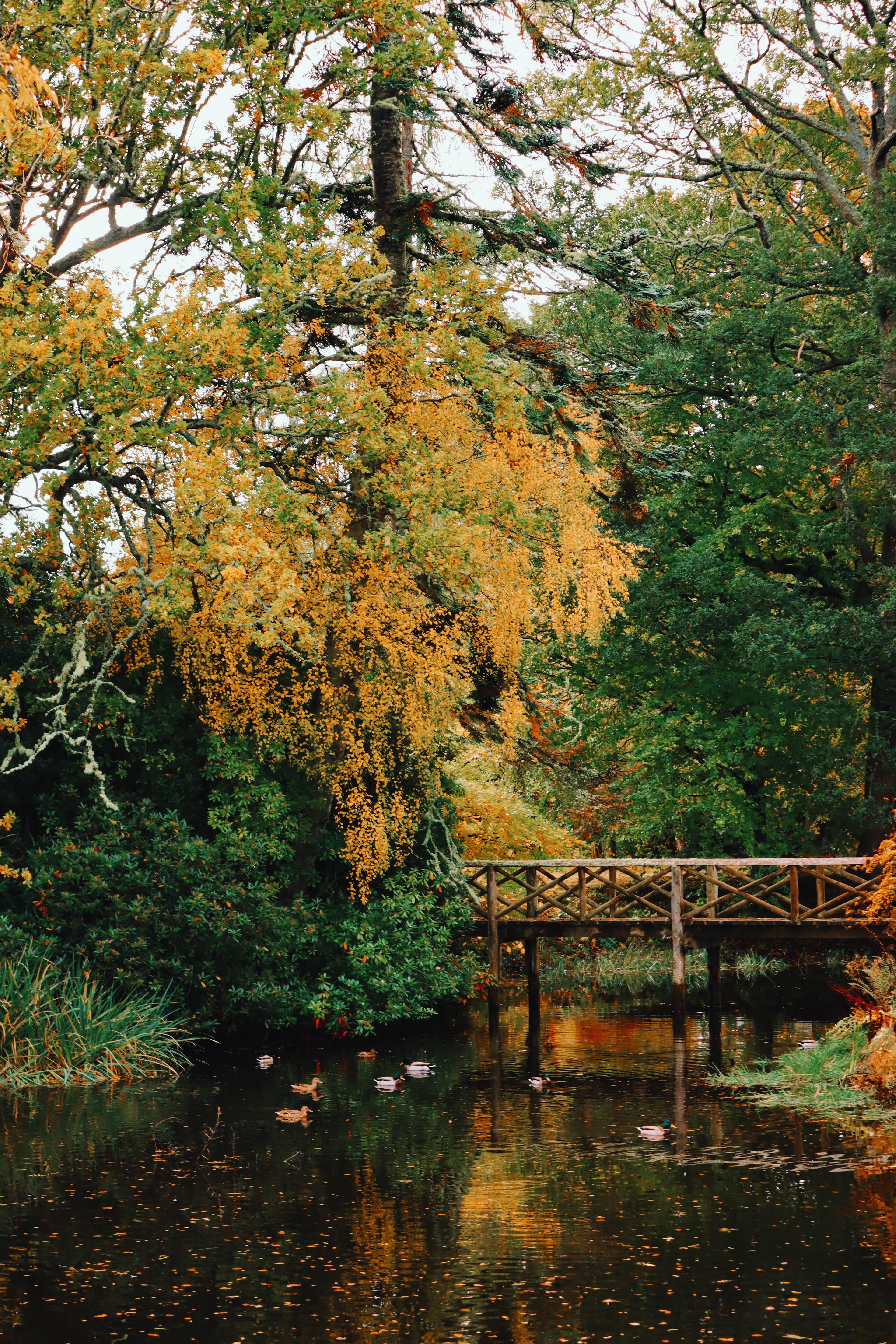 Project- The Nostalgia of Decay