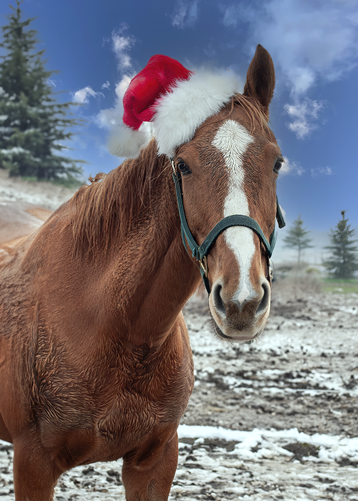 Santa Horse