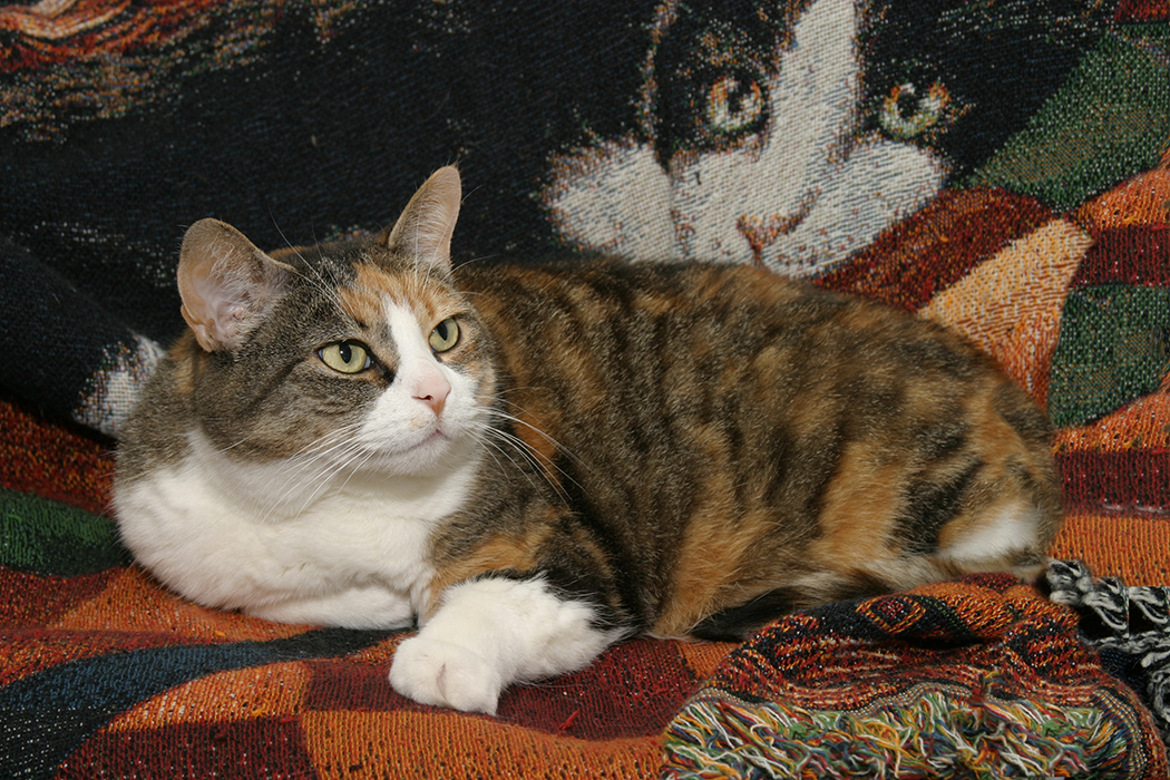 Kitty with his blanket