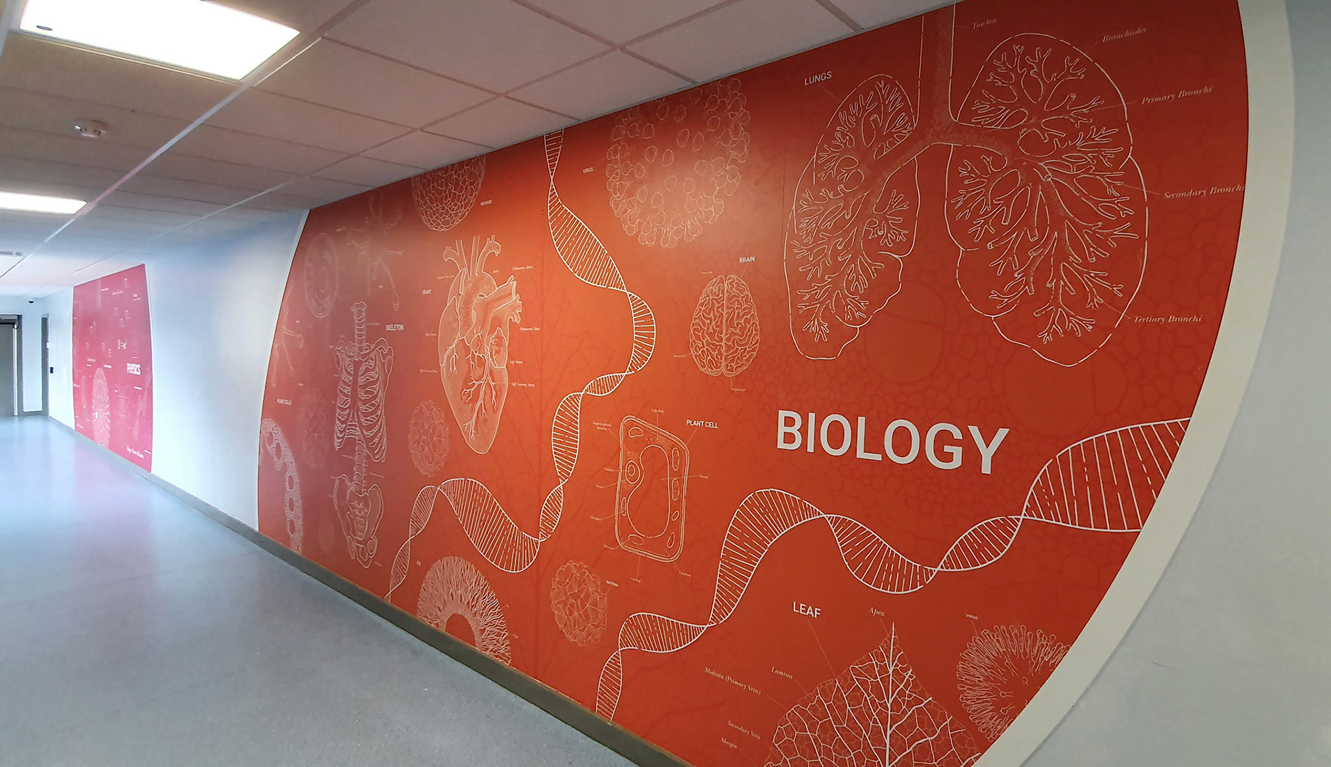 Blueprint Science Curved with Trims - SWR3