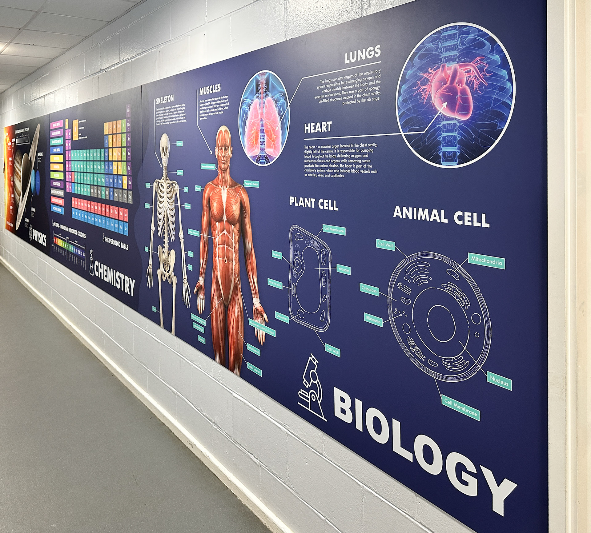 Science Wall Display - CHCS2