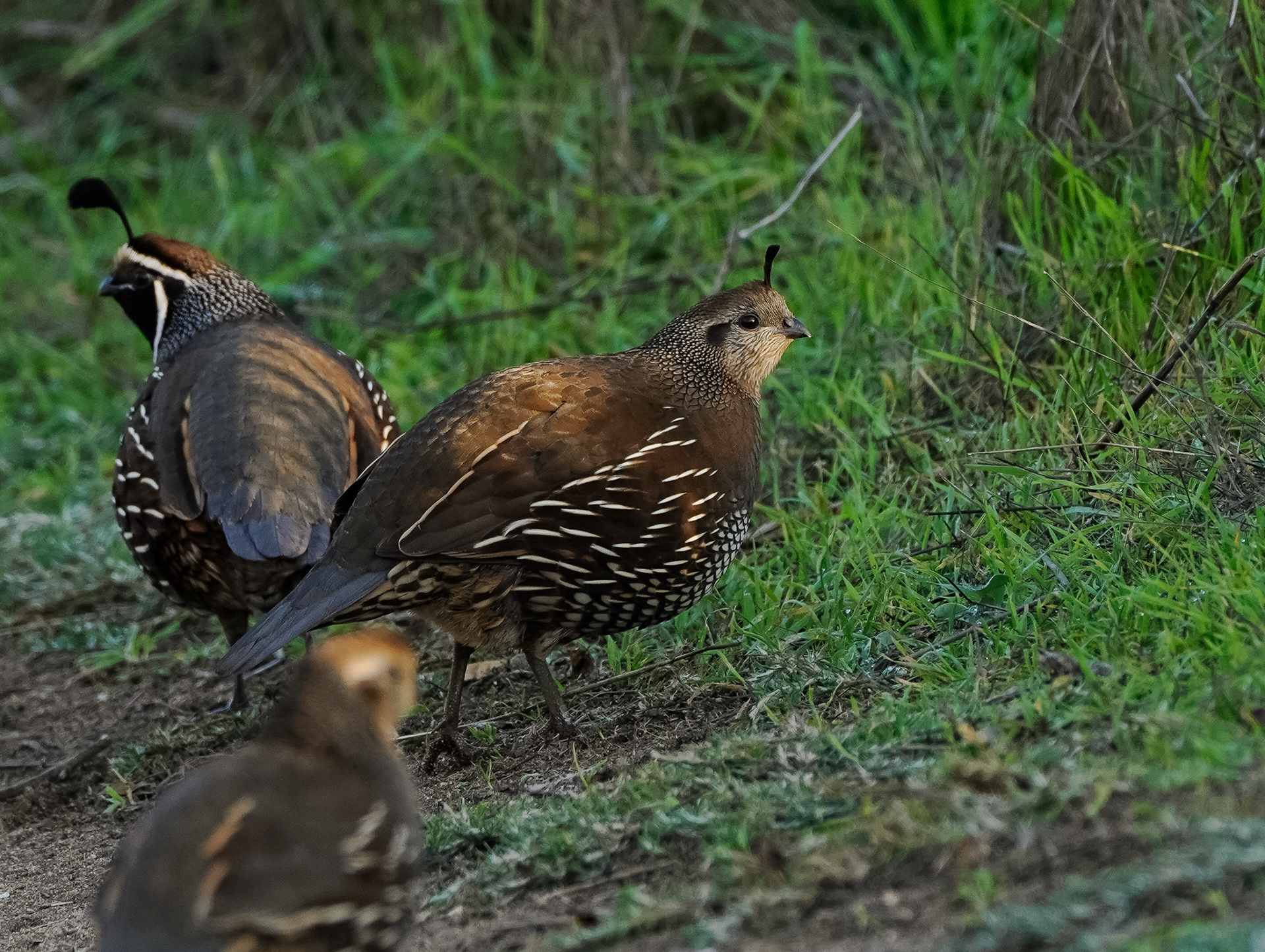 California Quail