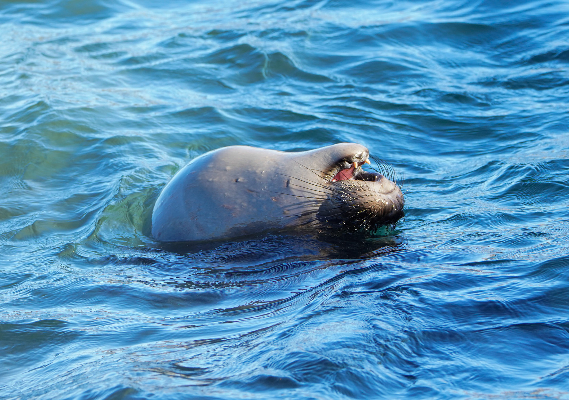 Juvenile Elephant Seal