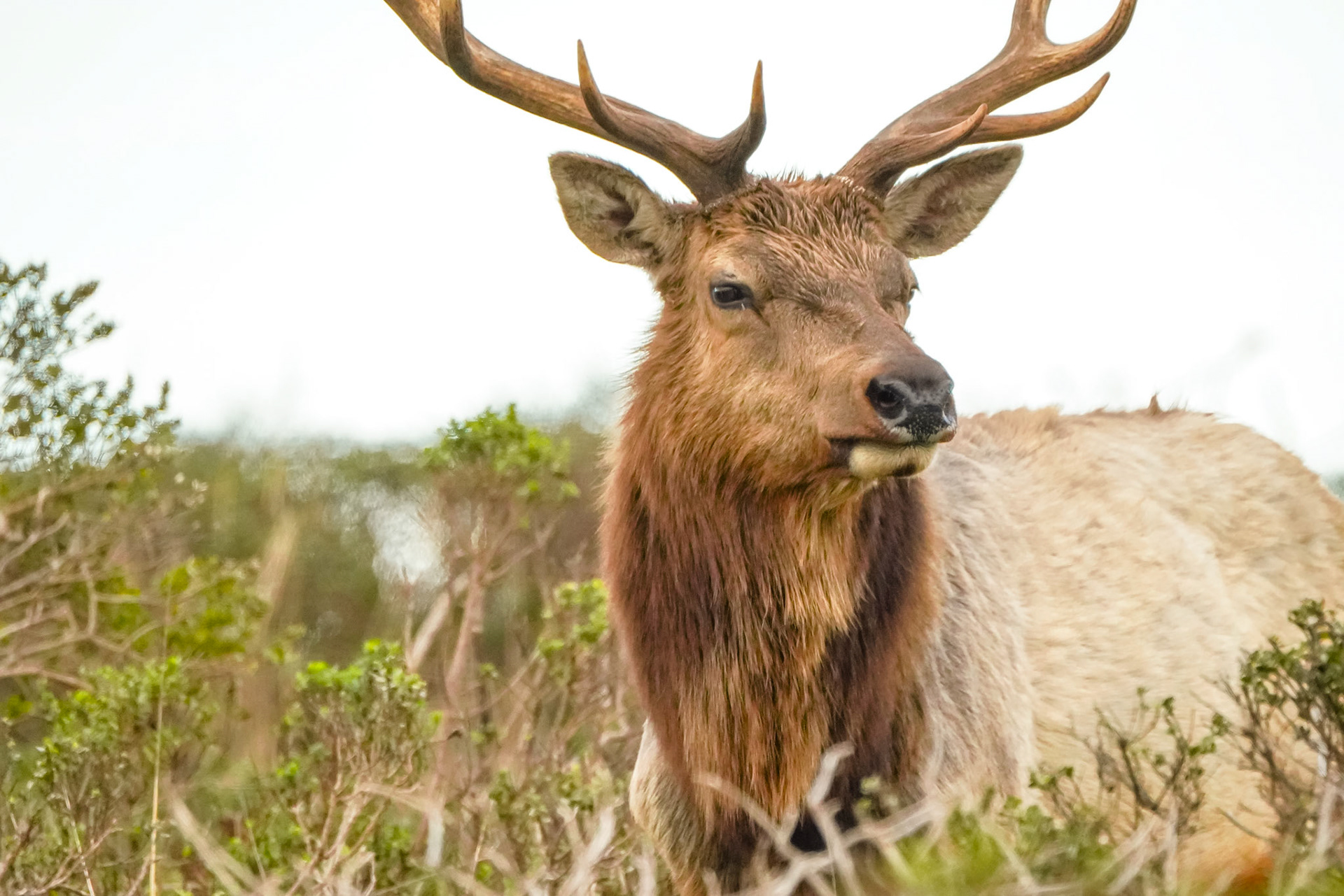 Tule Elk