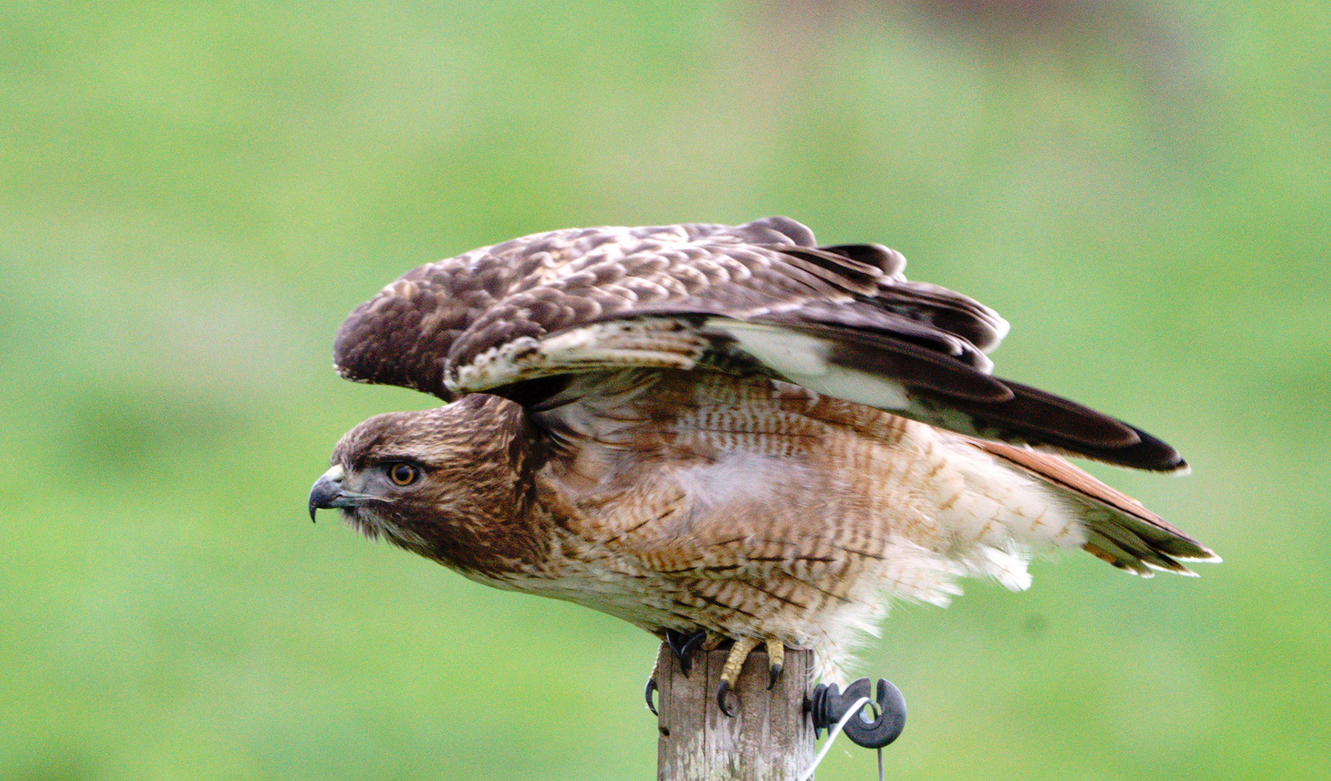 Red-Tailed Hawk