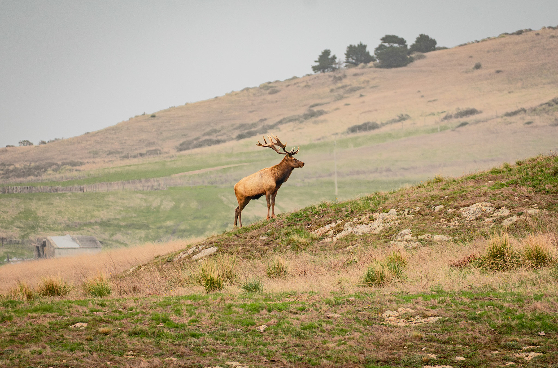 Tule Elk