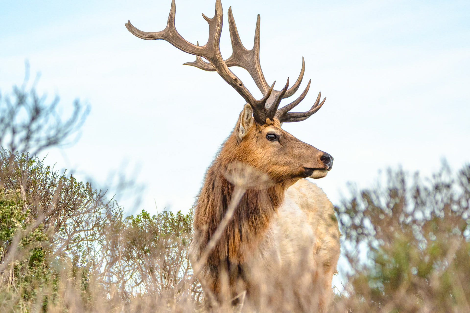 Tule Elk