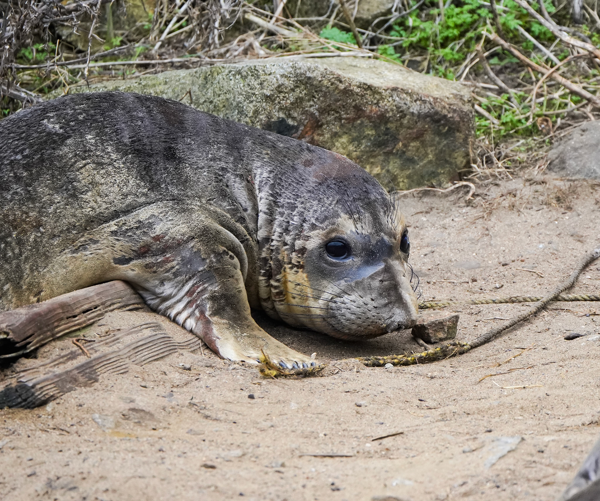Baby Elephant Seal