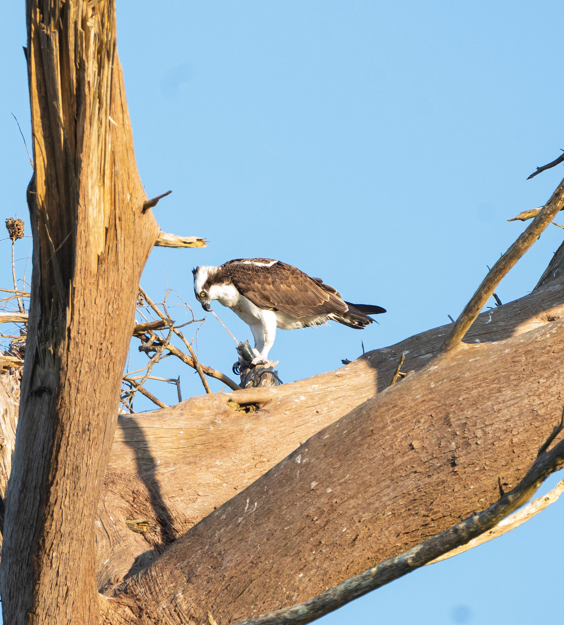 Osprey with a fish