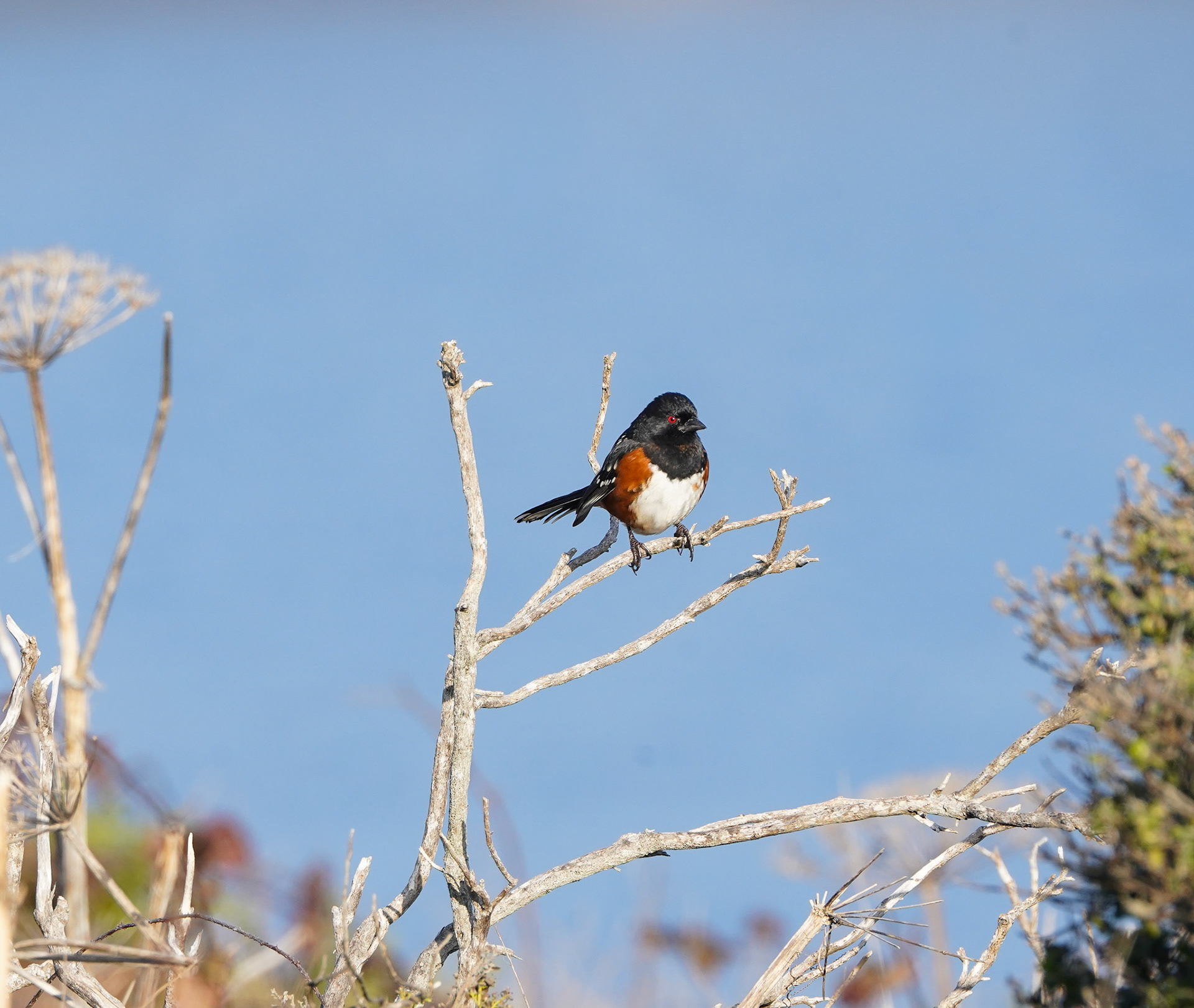 Spotted Towhee