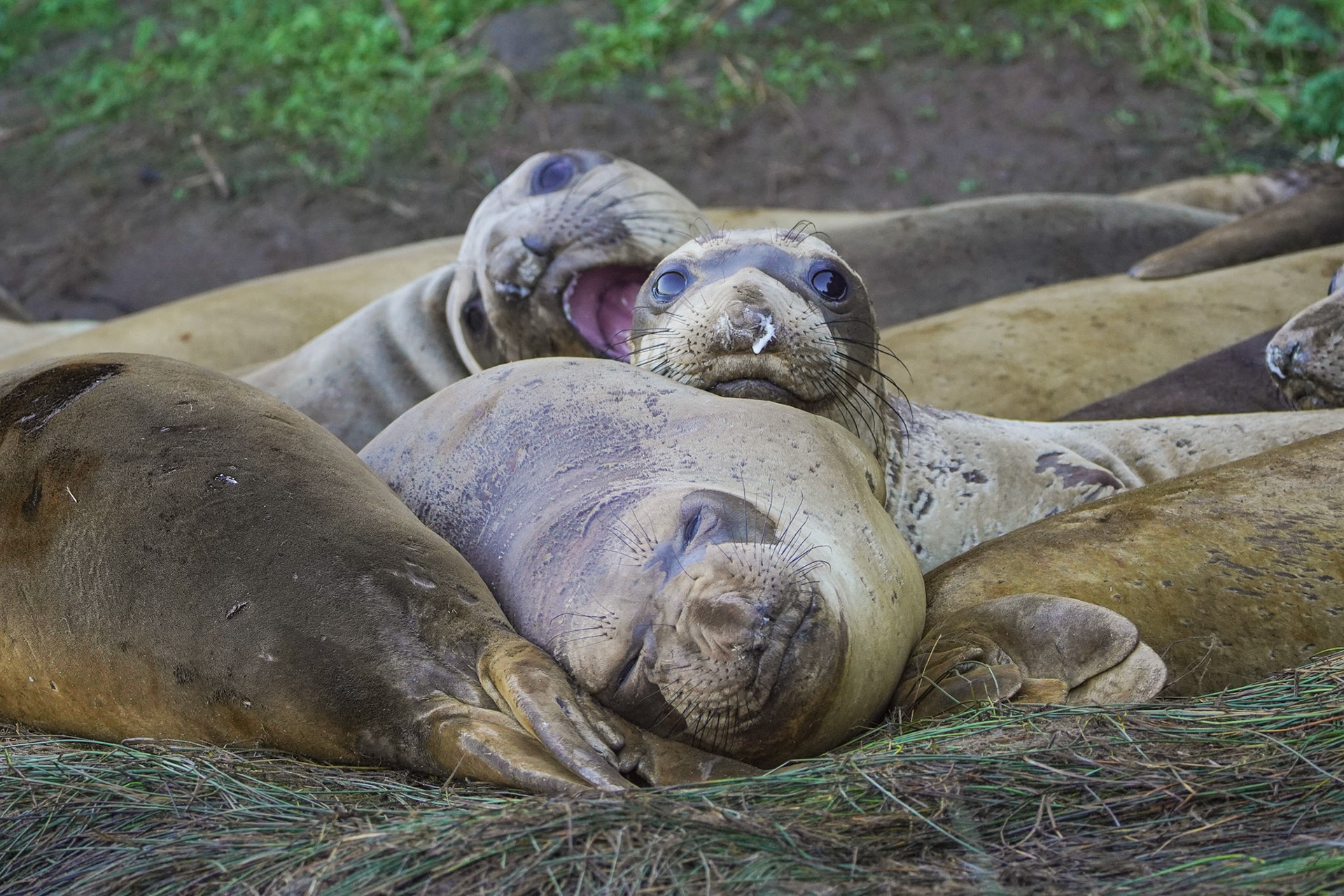 Juvenile Elephant Seal