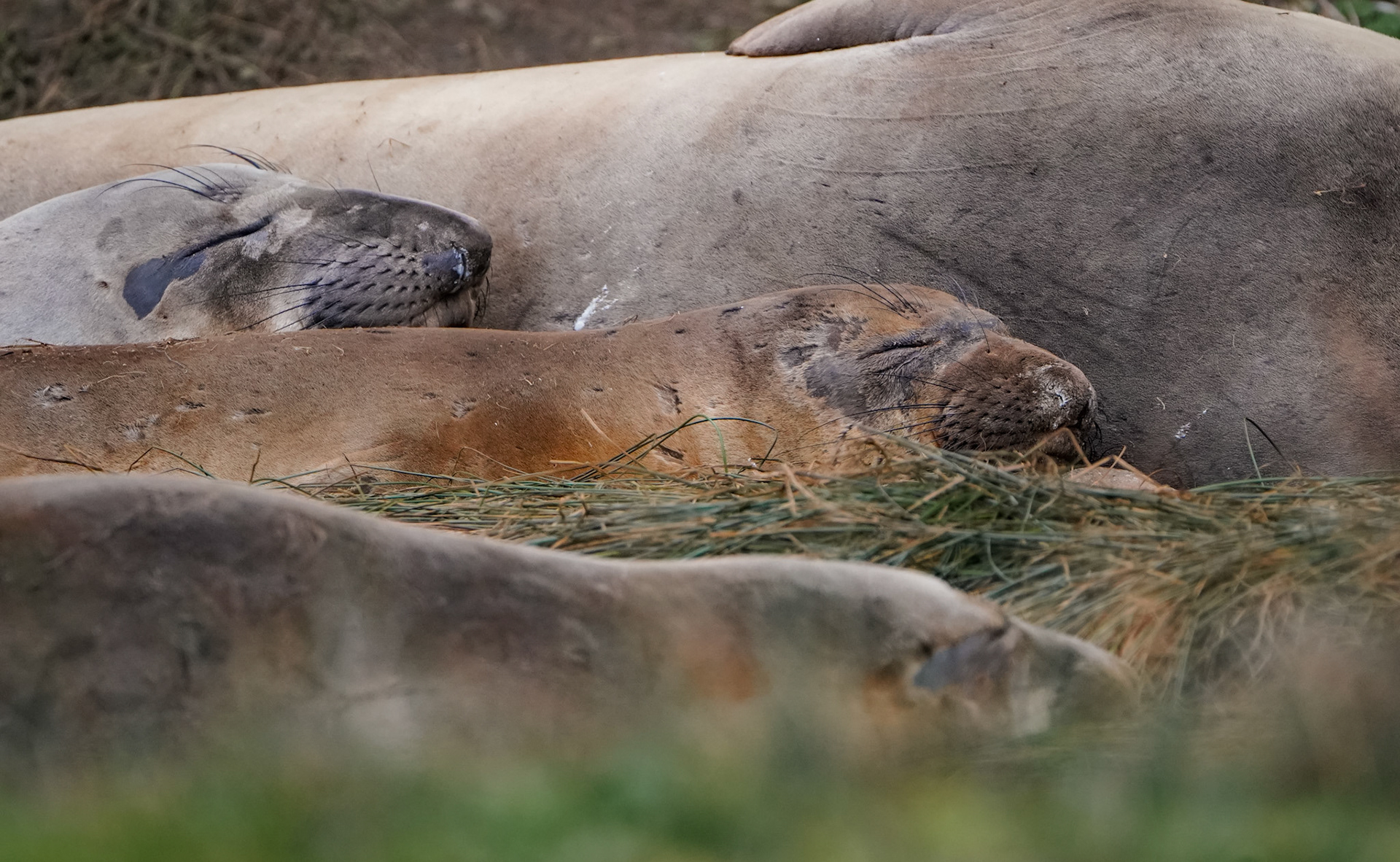 Baby Elephant Seal