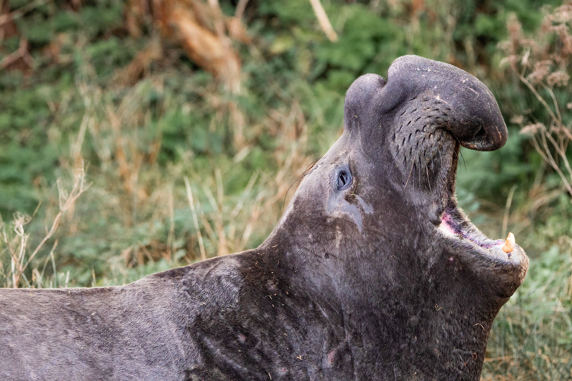 Male Adult Elephant Seal