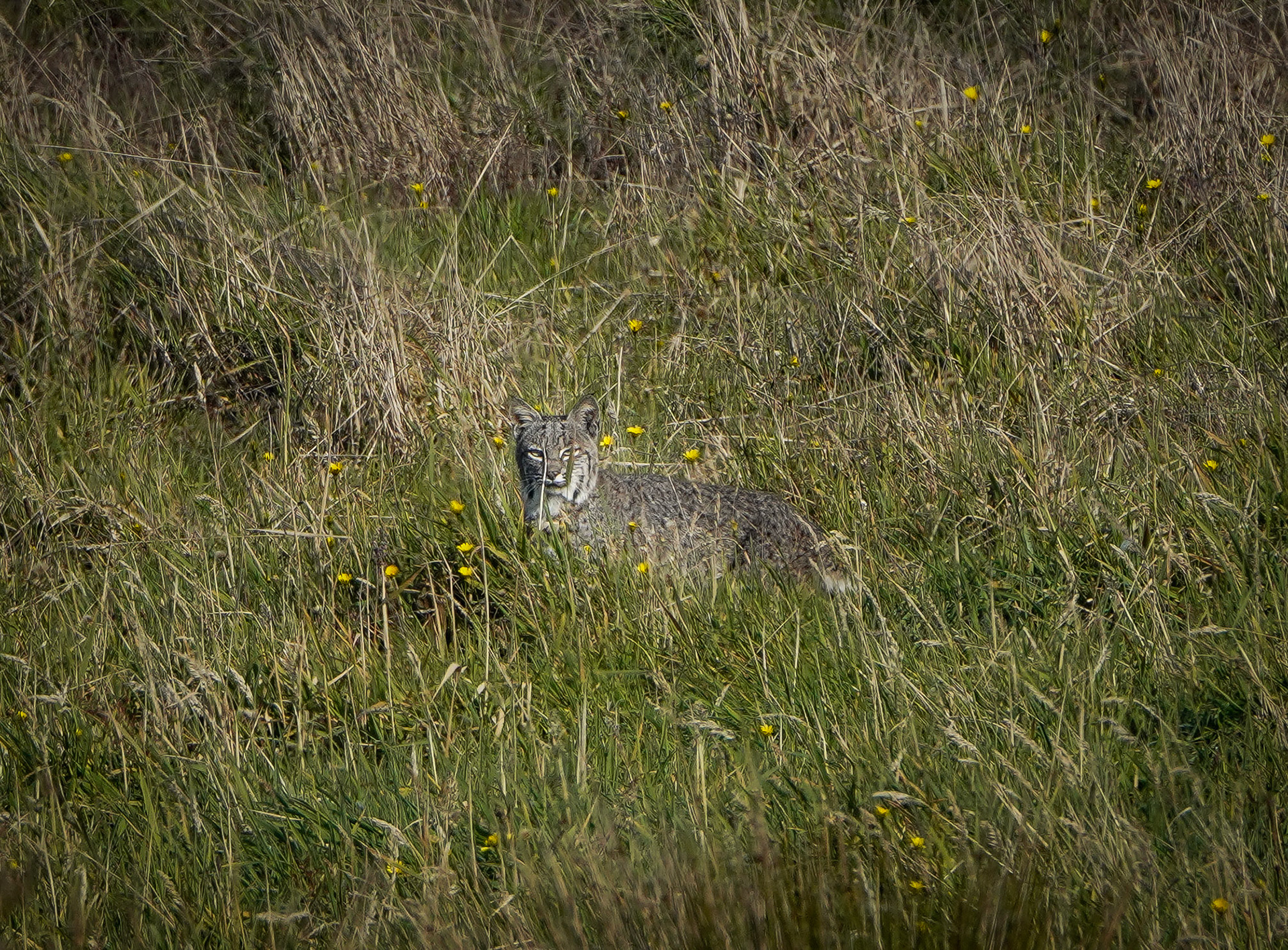 Bobcat
