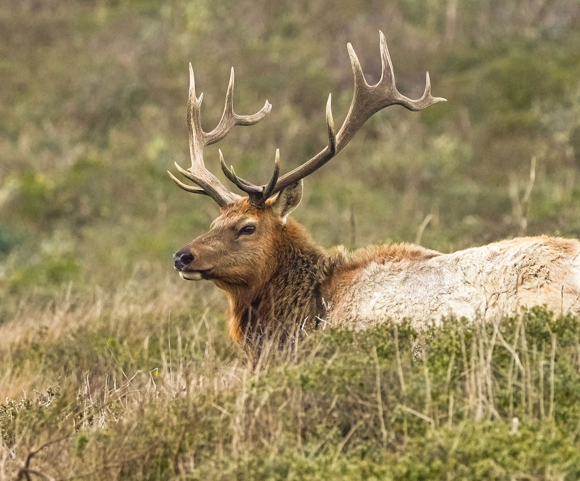 Tule Elk