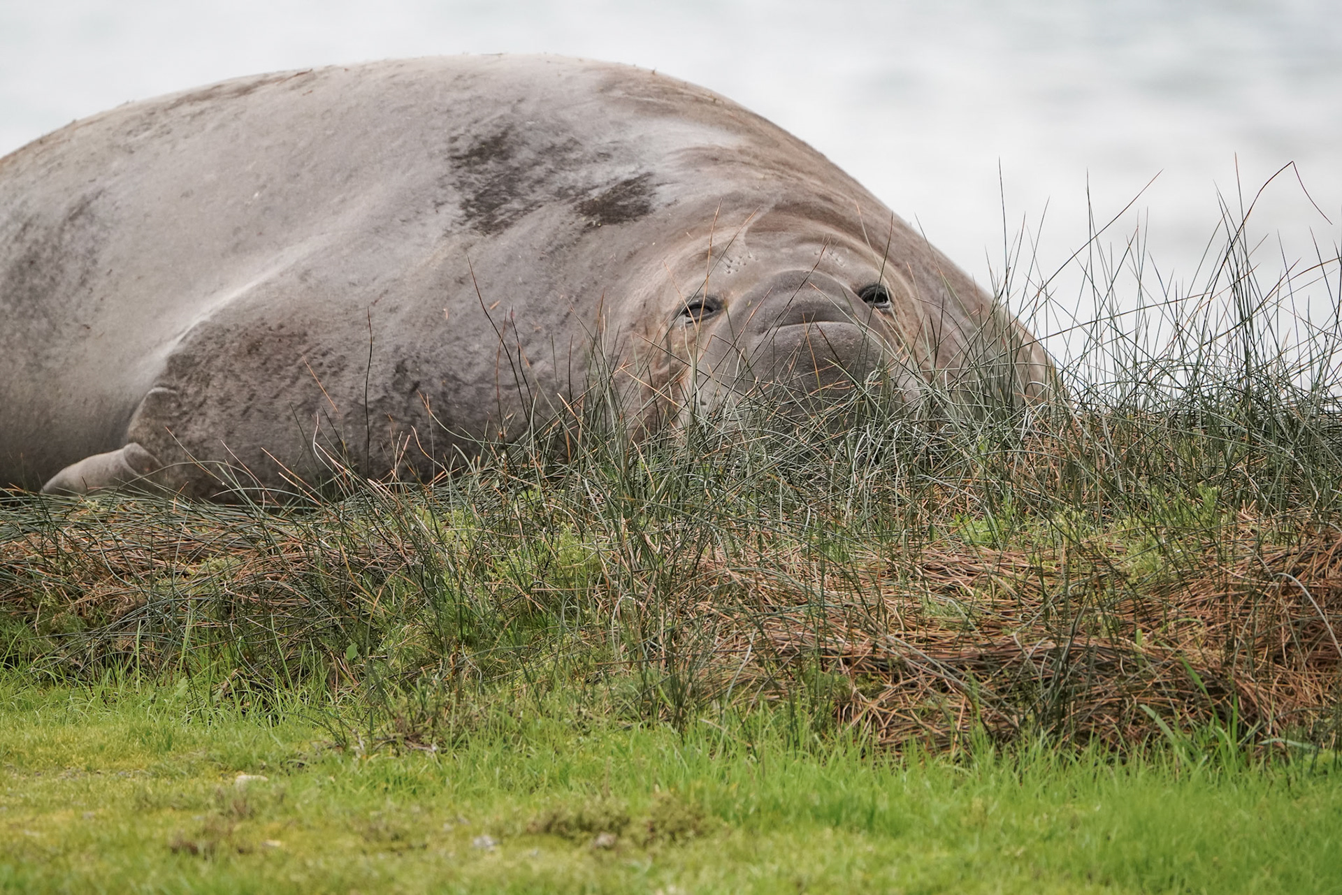 Male Adult Elephant Seal
