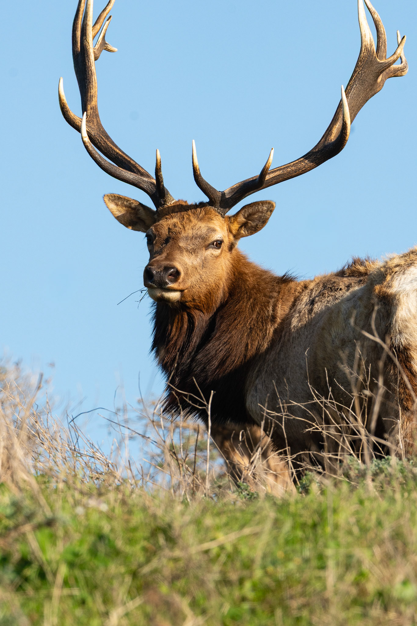 Tule Elk