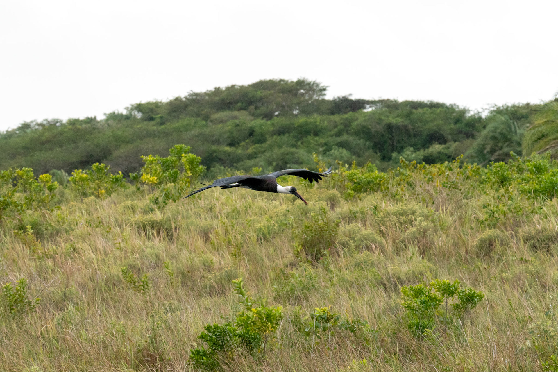 Ullhalsstork