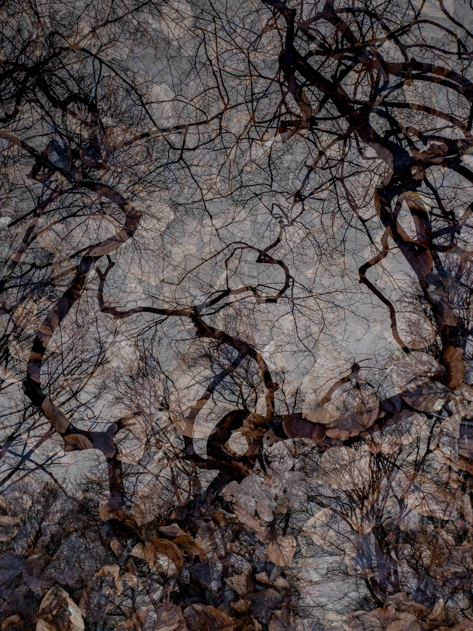 Prästaskogens naturreservat, Torna-hällestad