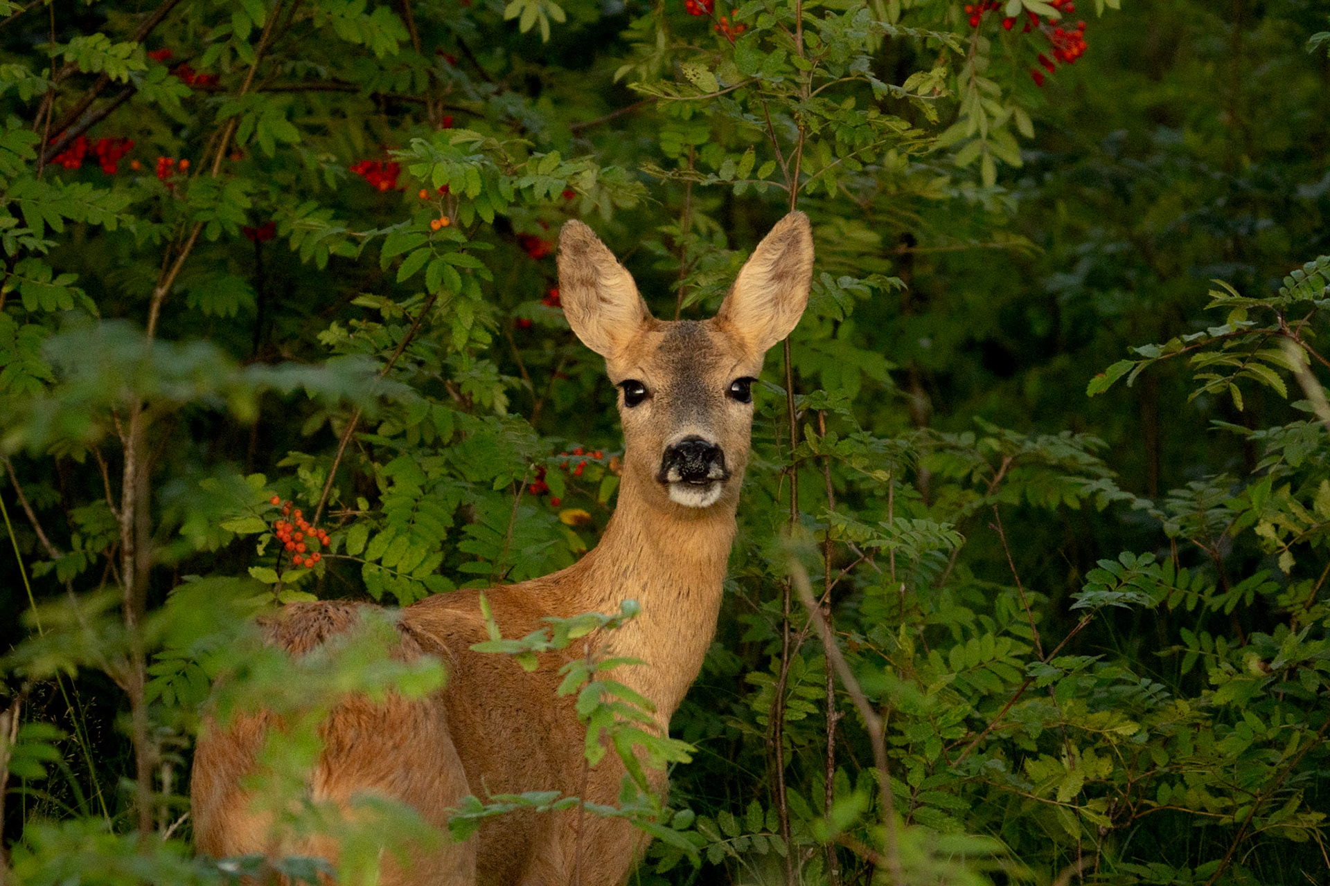Rådjur - Deer, Barsebäck, Sweden