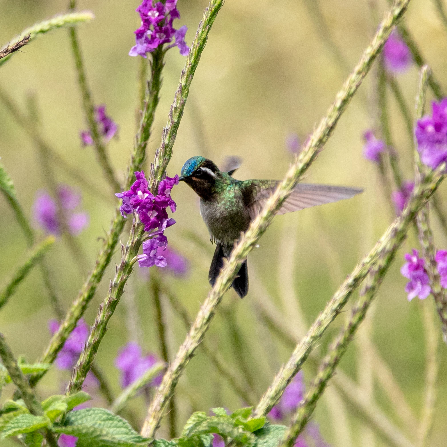 White-bellied Mountain-Gem