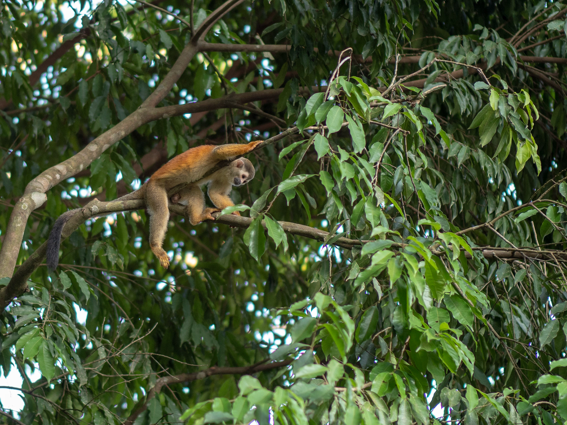 Manuel Antonio, Costa Rica