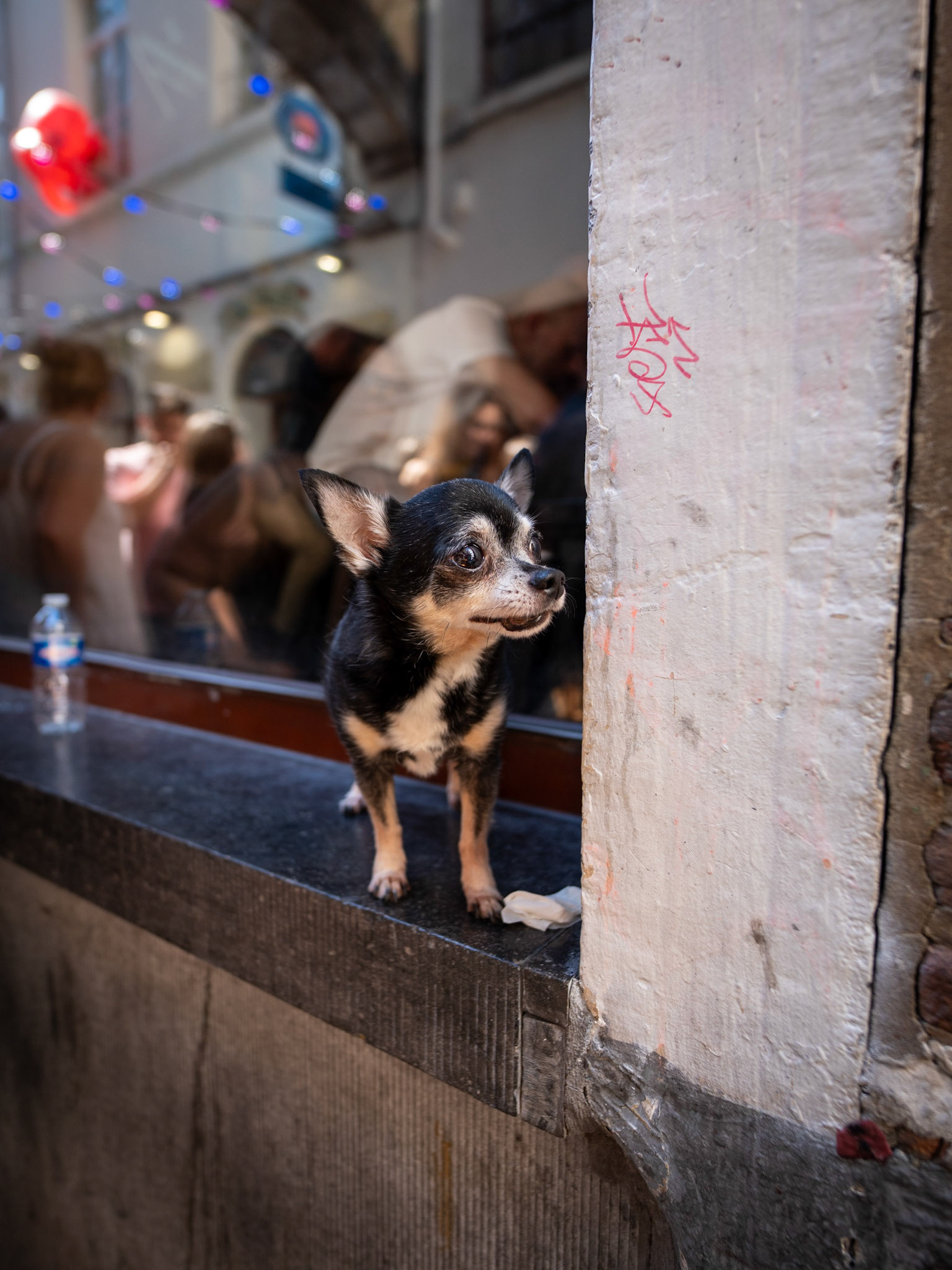 Dog on a windowsill, Brussels