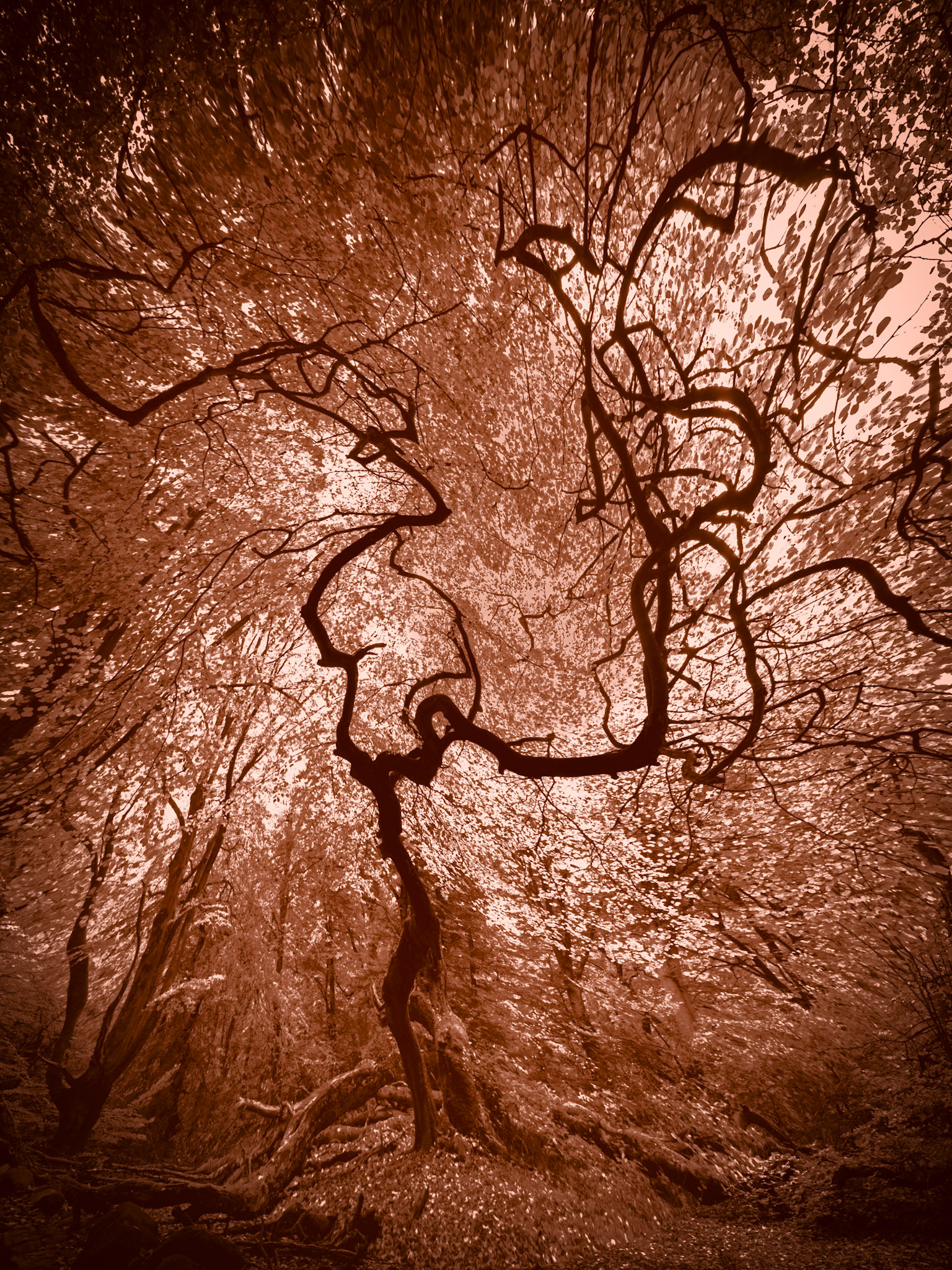 Prästaskogens naturreservat Trollskogen