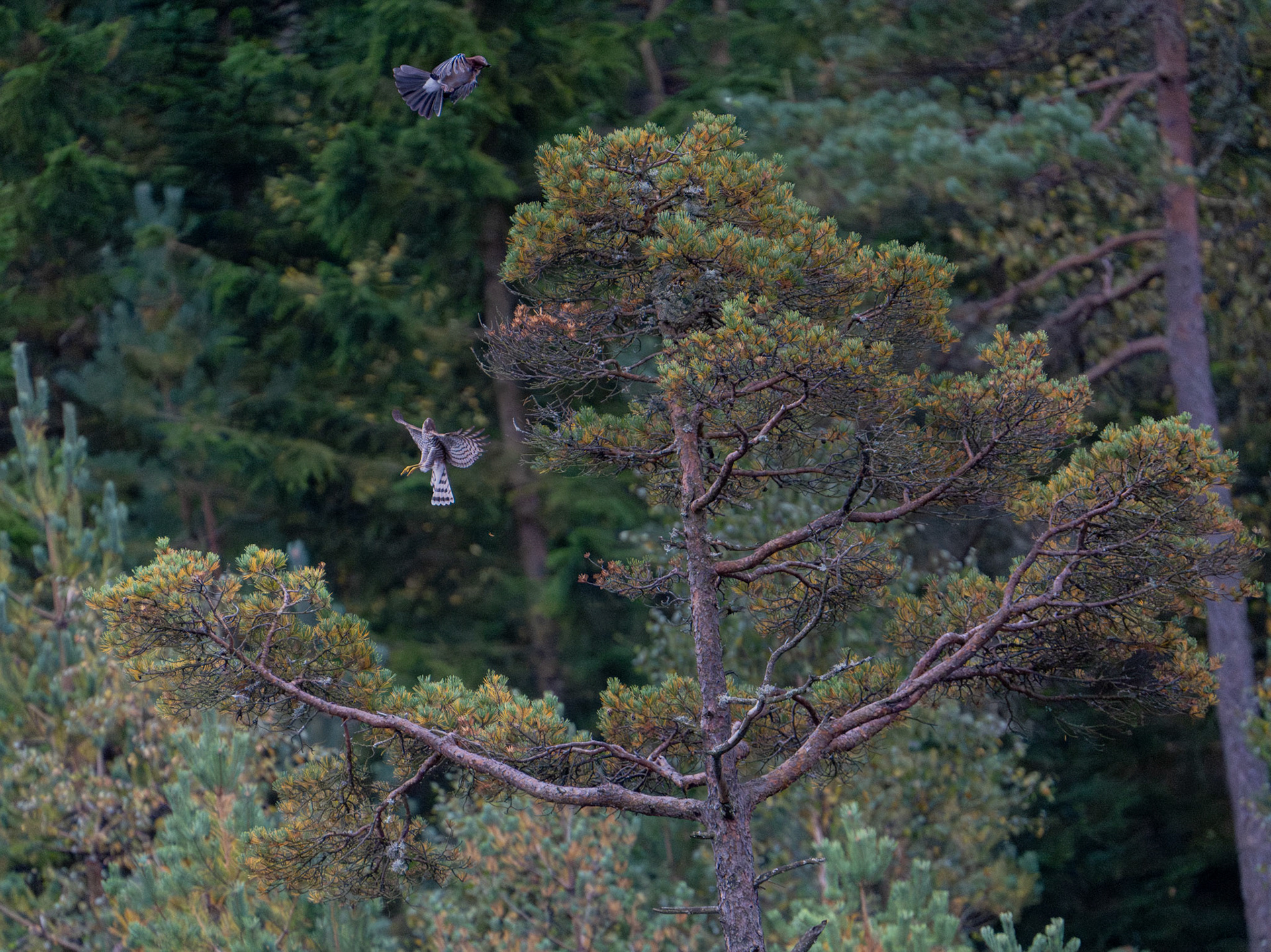 Sparvhök jagar nötskrika