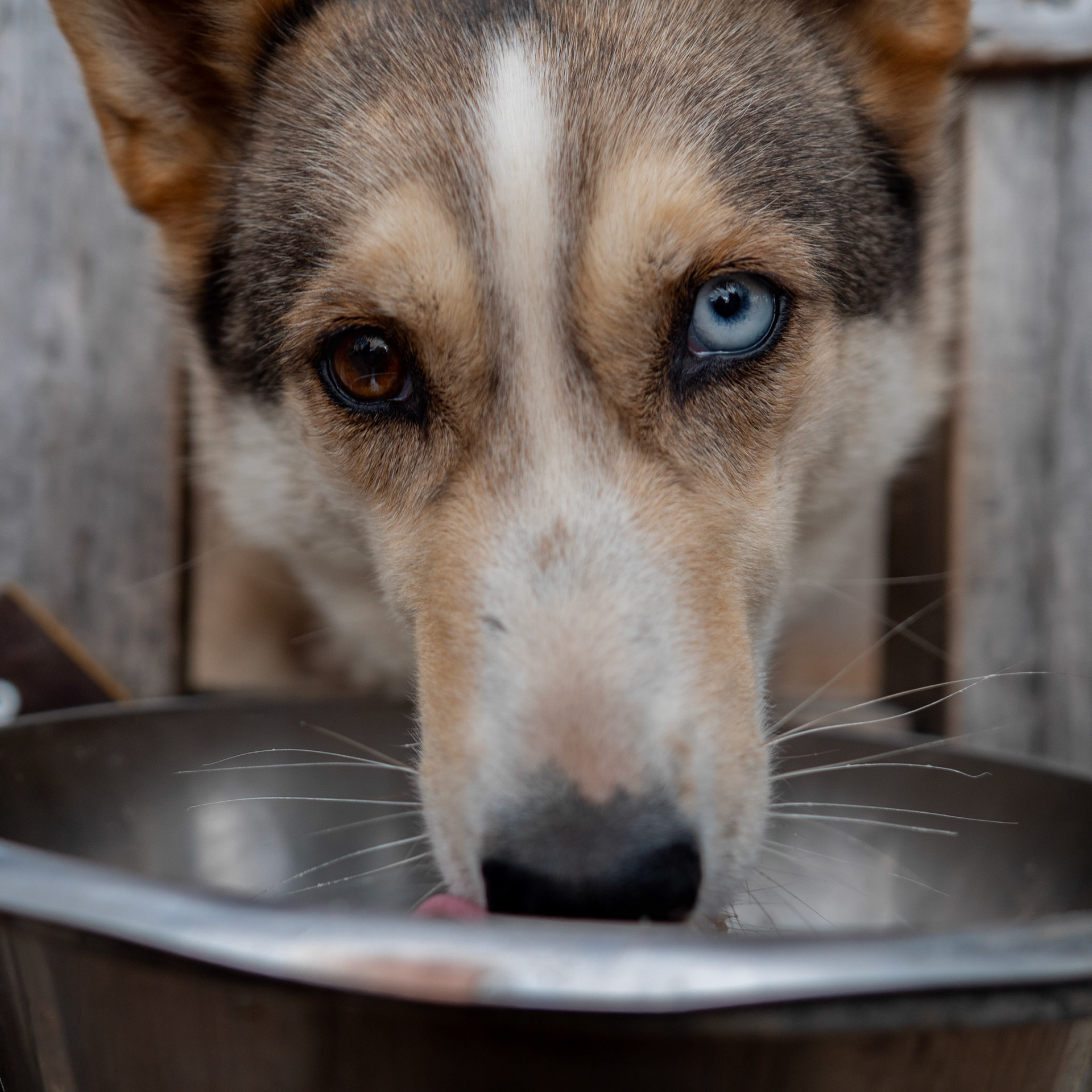 Slädhund - sled, Lannavaara, Sweden