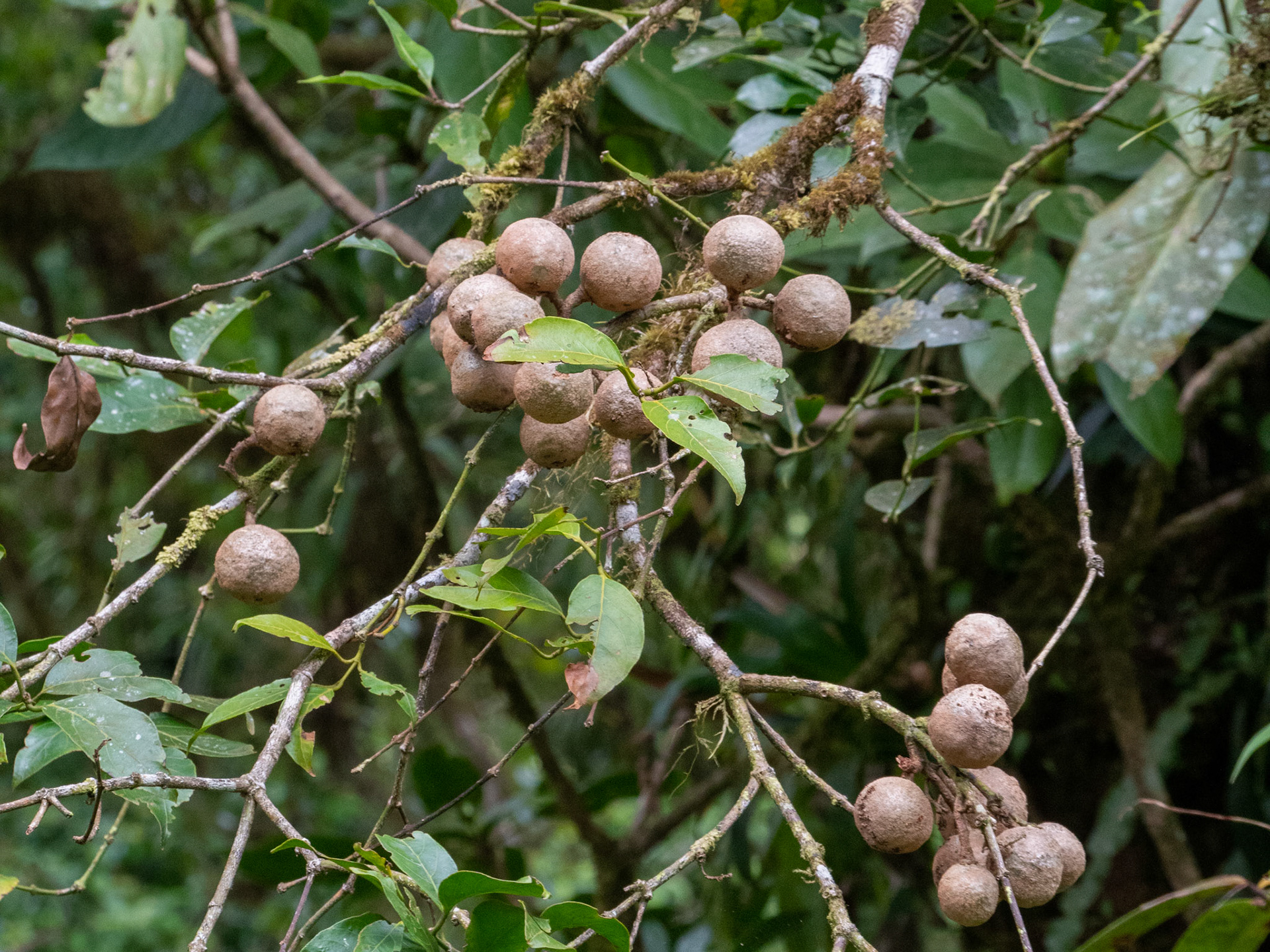 Monteverde, Costa Rica