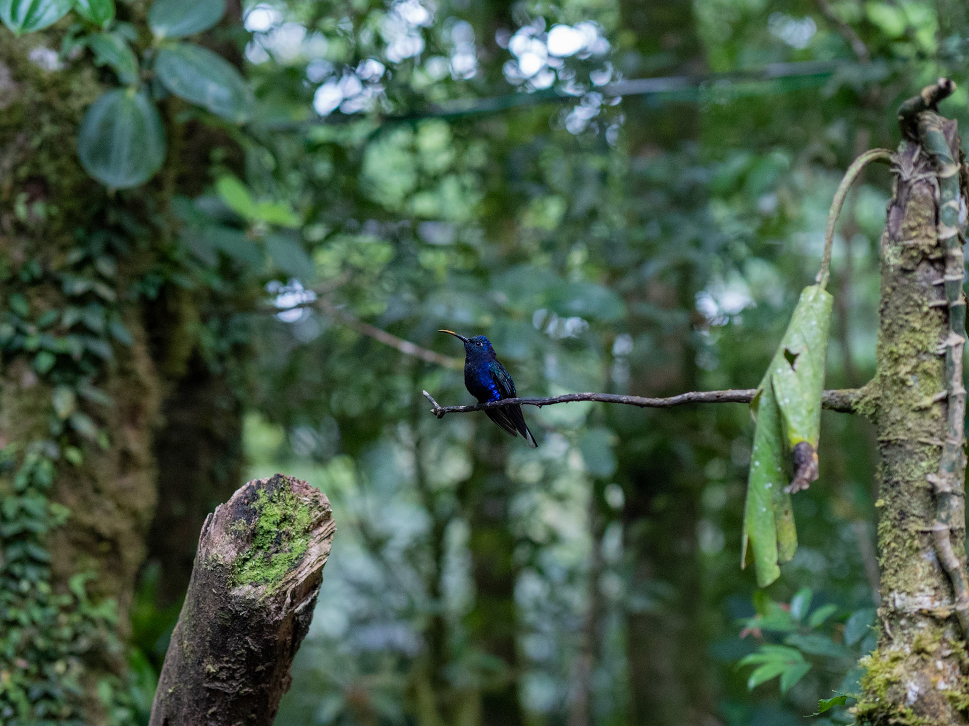 Monteverde, Costa Rica