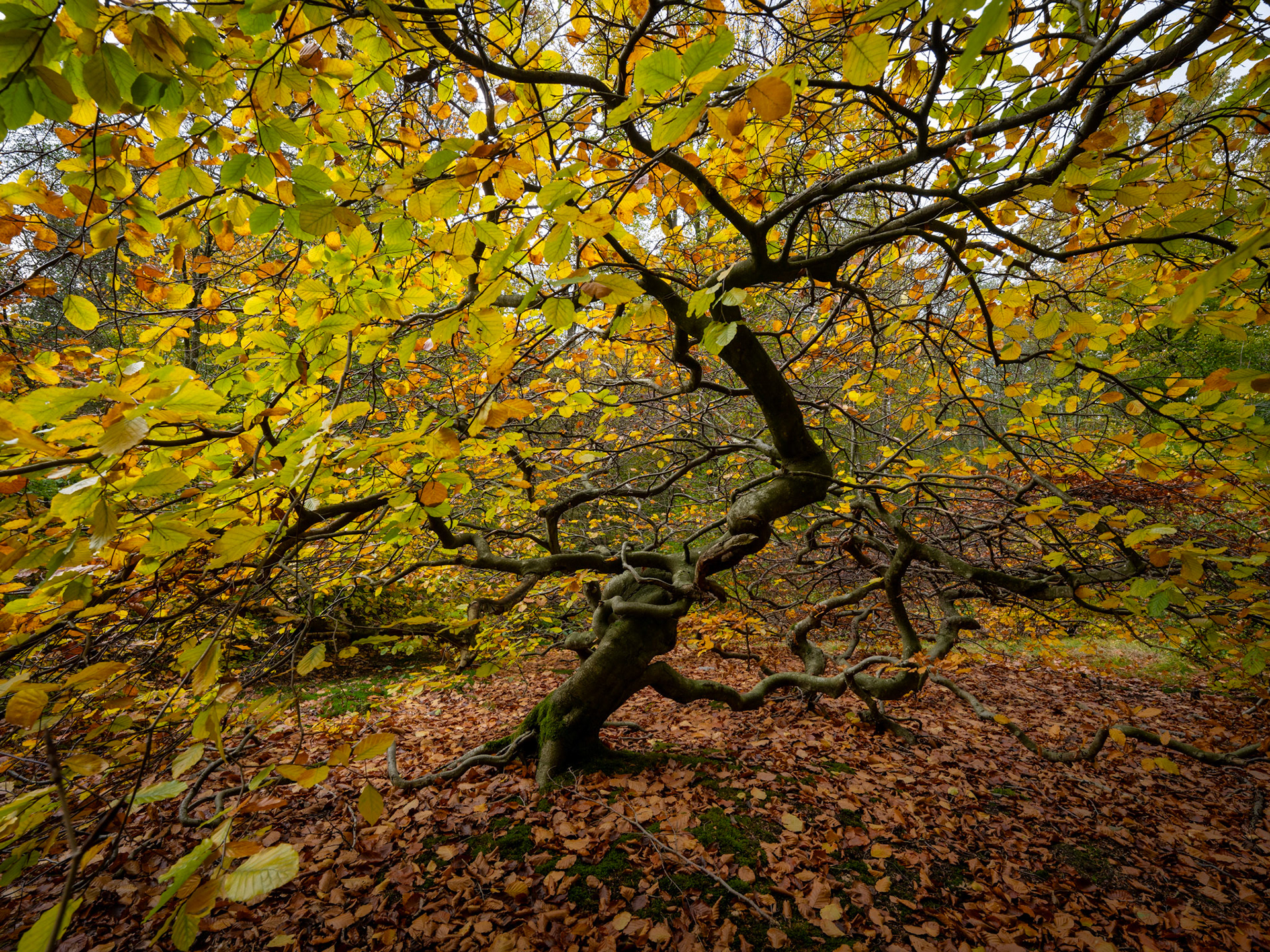 Prästaskogens naturreservat Trollskogen