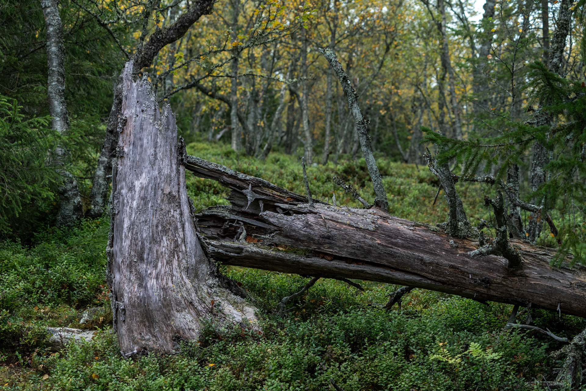 Sonfjällets nationalpark