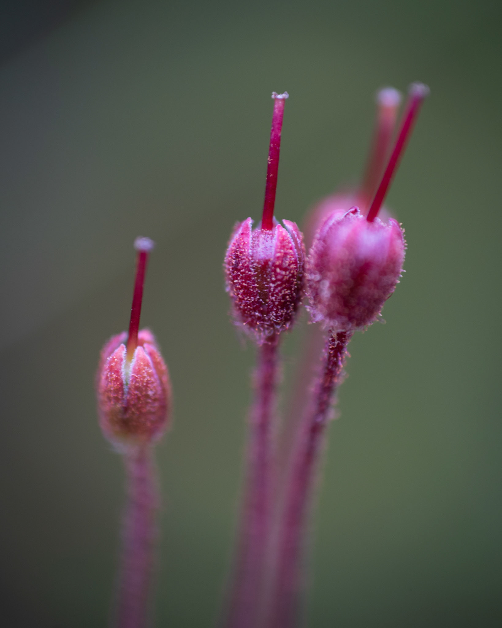 Sonfjällets nationalpark