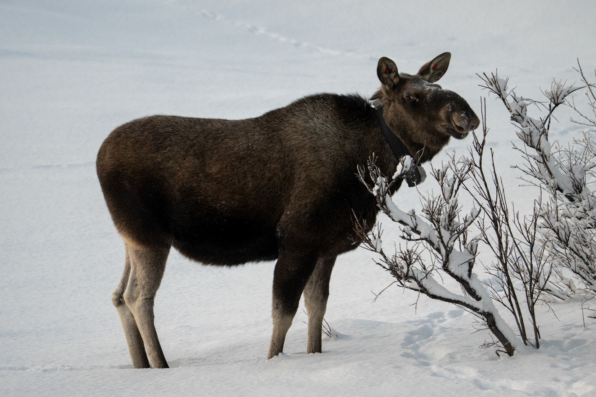 Älg - Moose, Nikkaluokta, Sweden