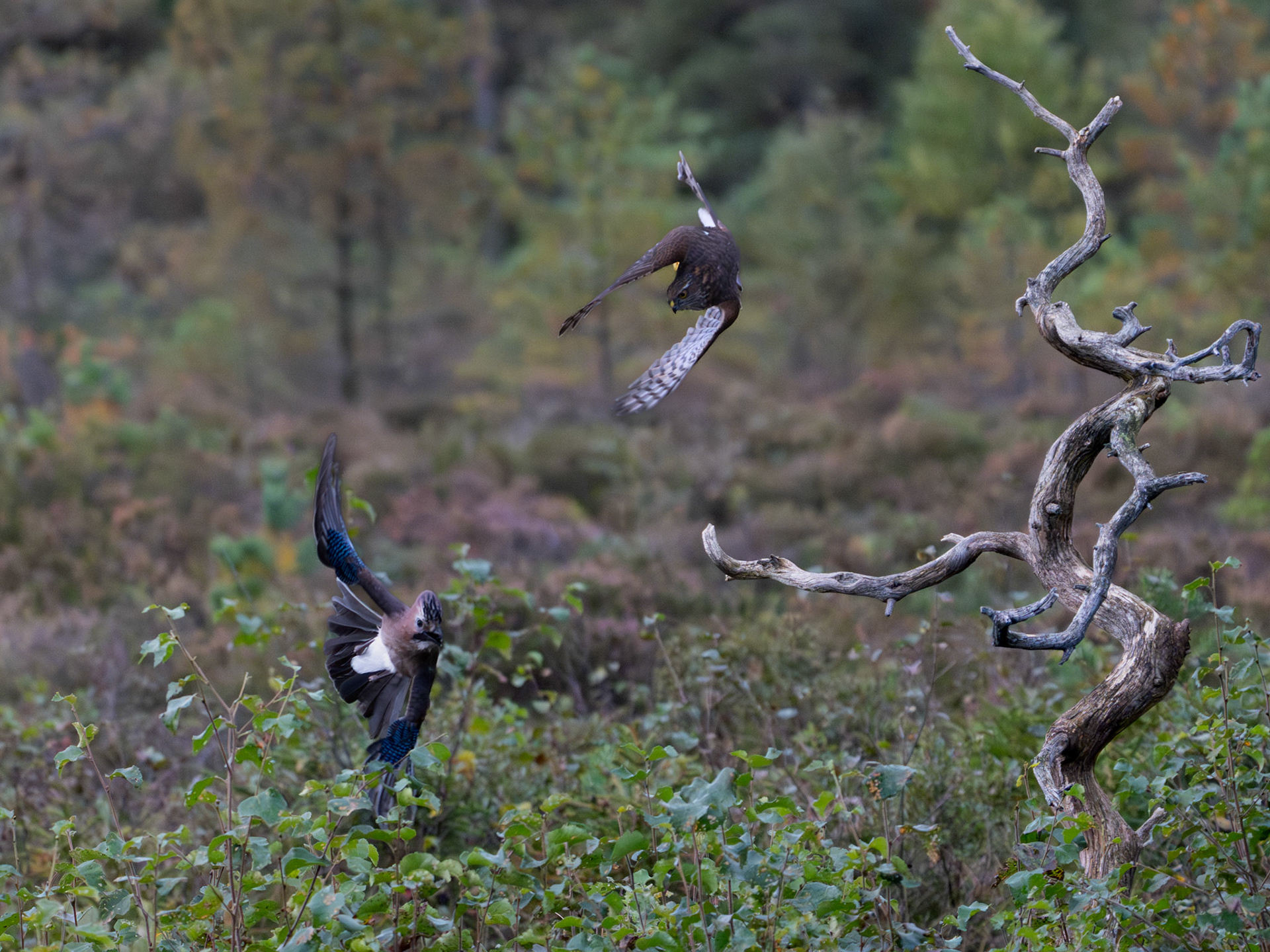 Sparvhök jagar nötskrika