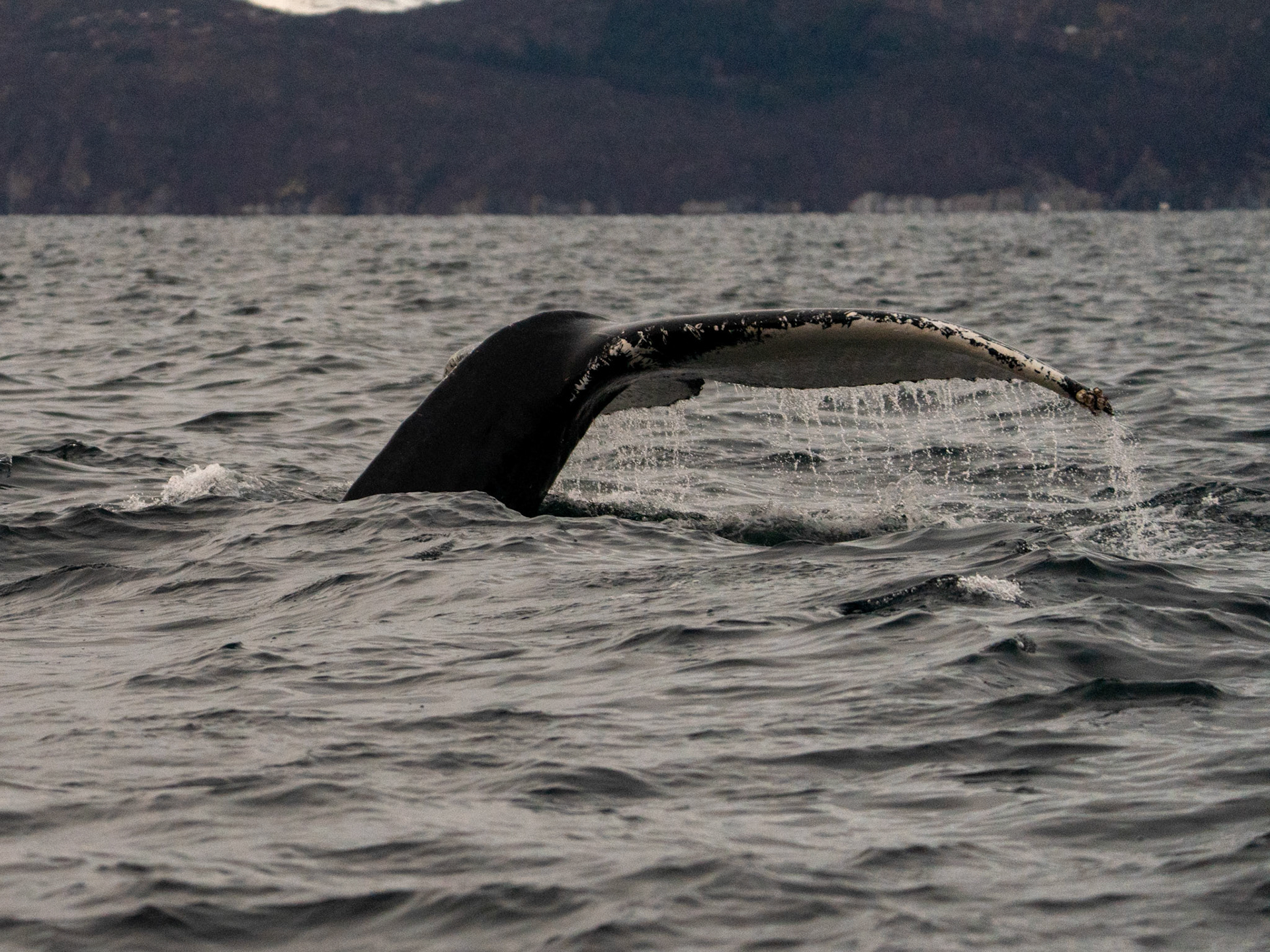 Whale, Troms, Norway