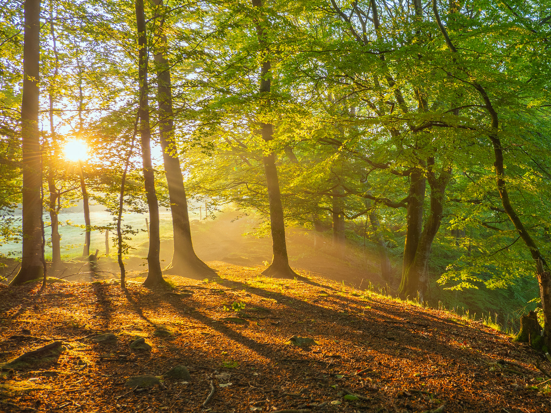 Sunrice at Söderåsen Nationalpark
